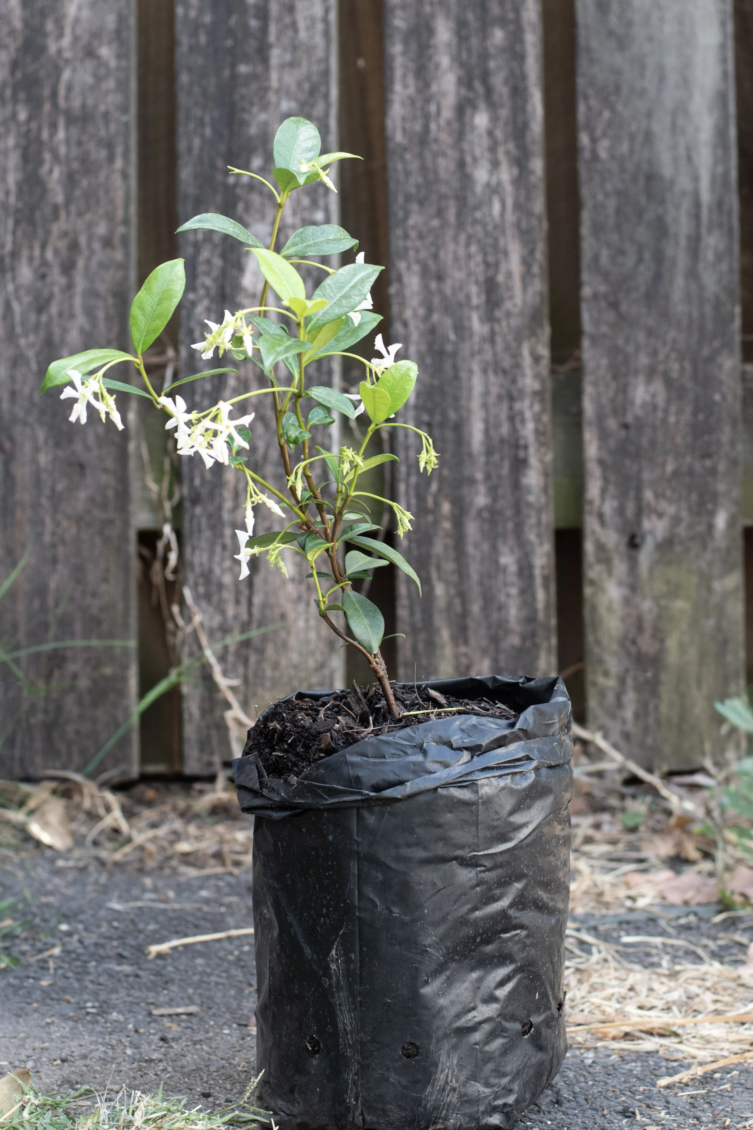 59) Jasmin 26 cm.jpg
