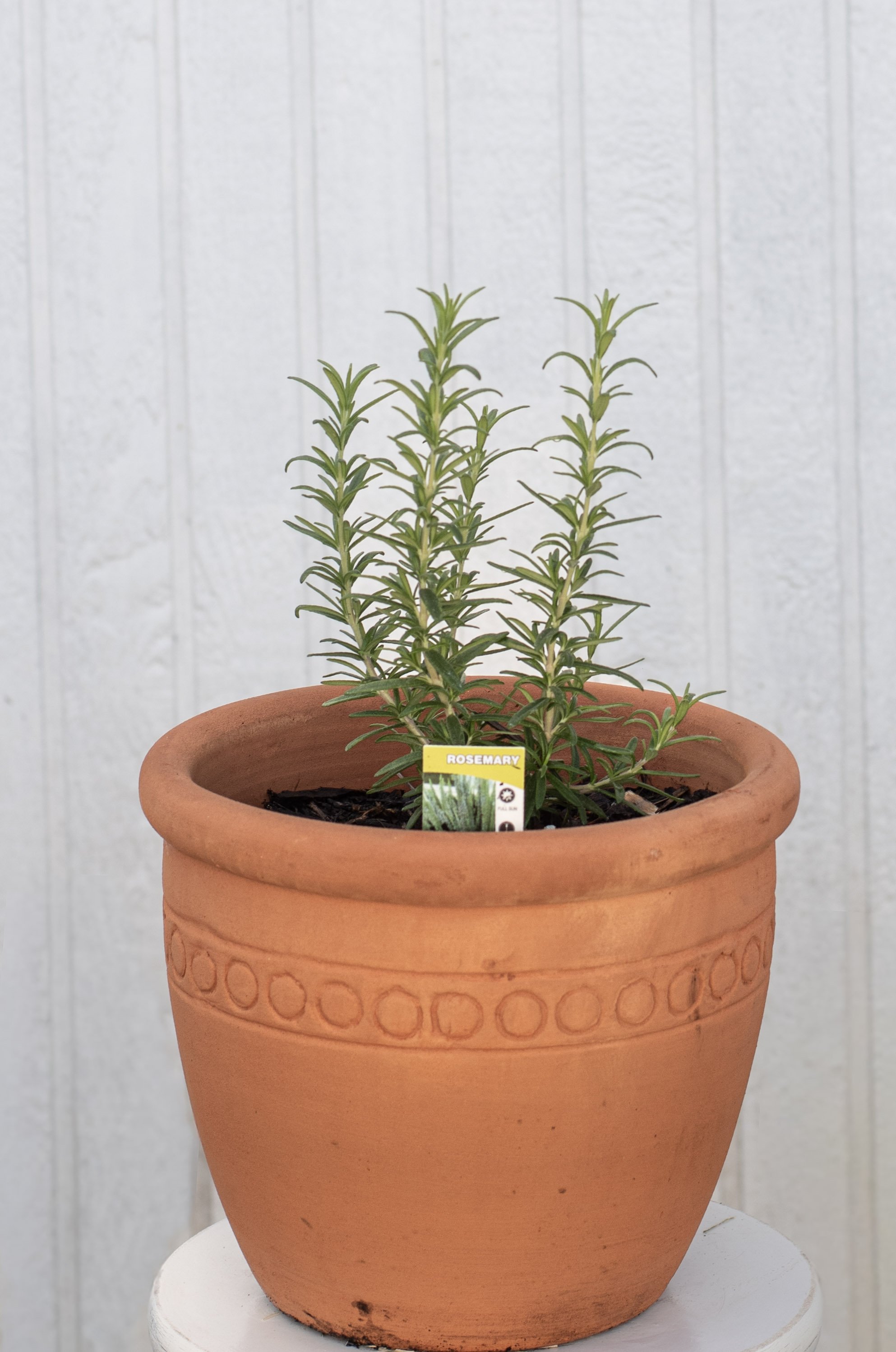 56) Rosmary 23 cm.jpg