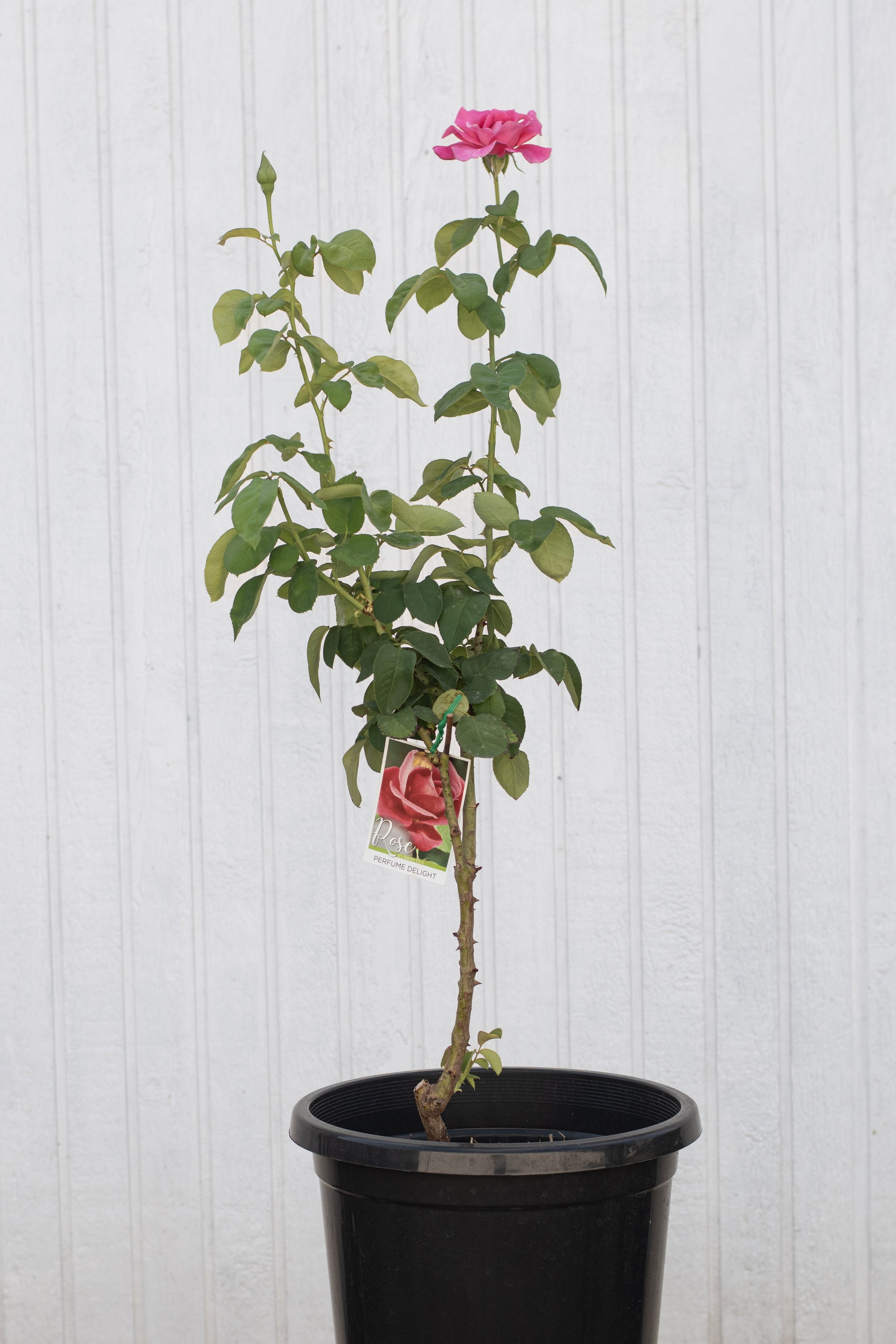 Perfume Delight Rose