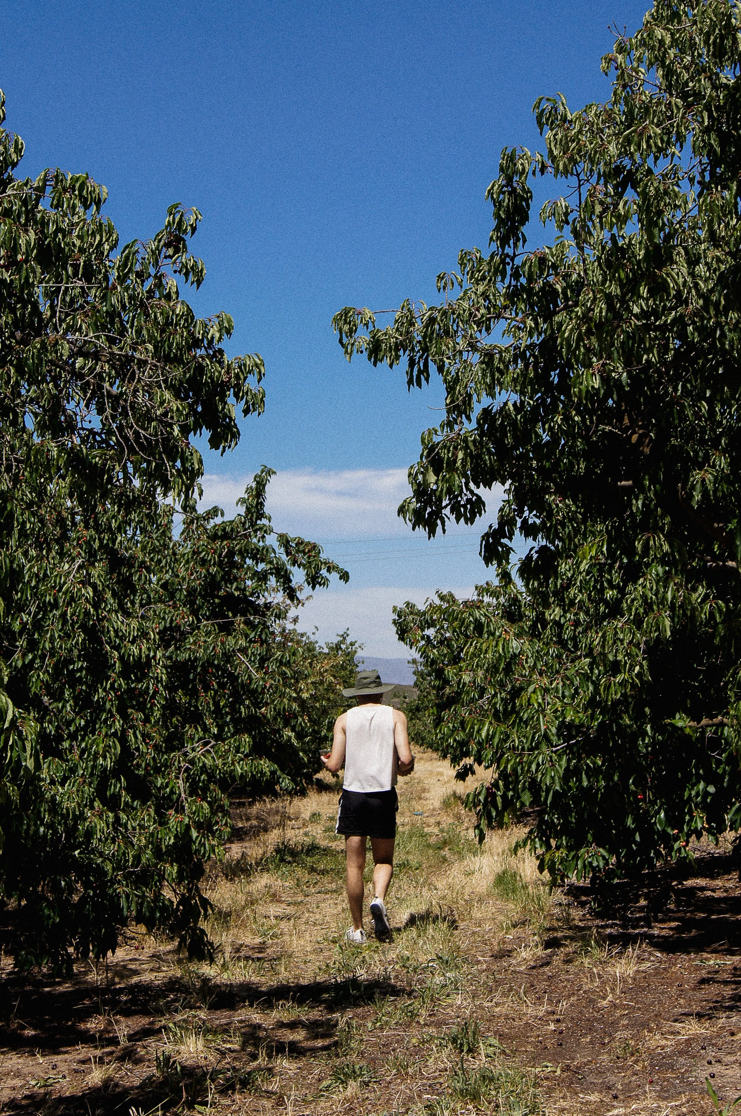 cherries-13.jpg