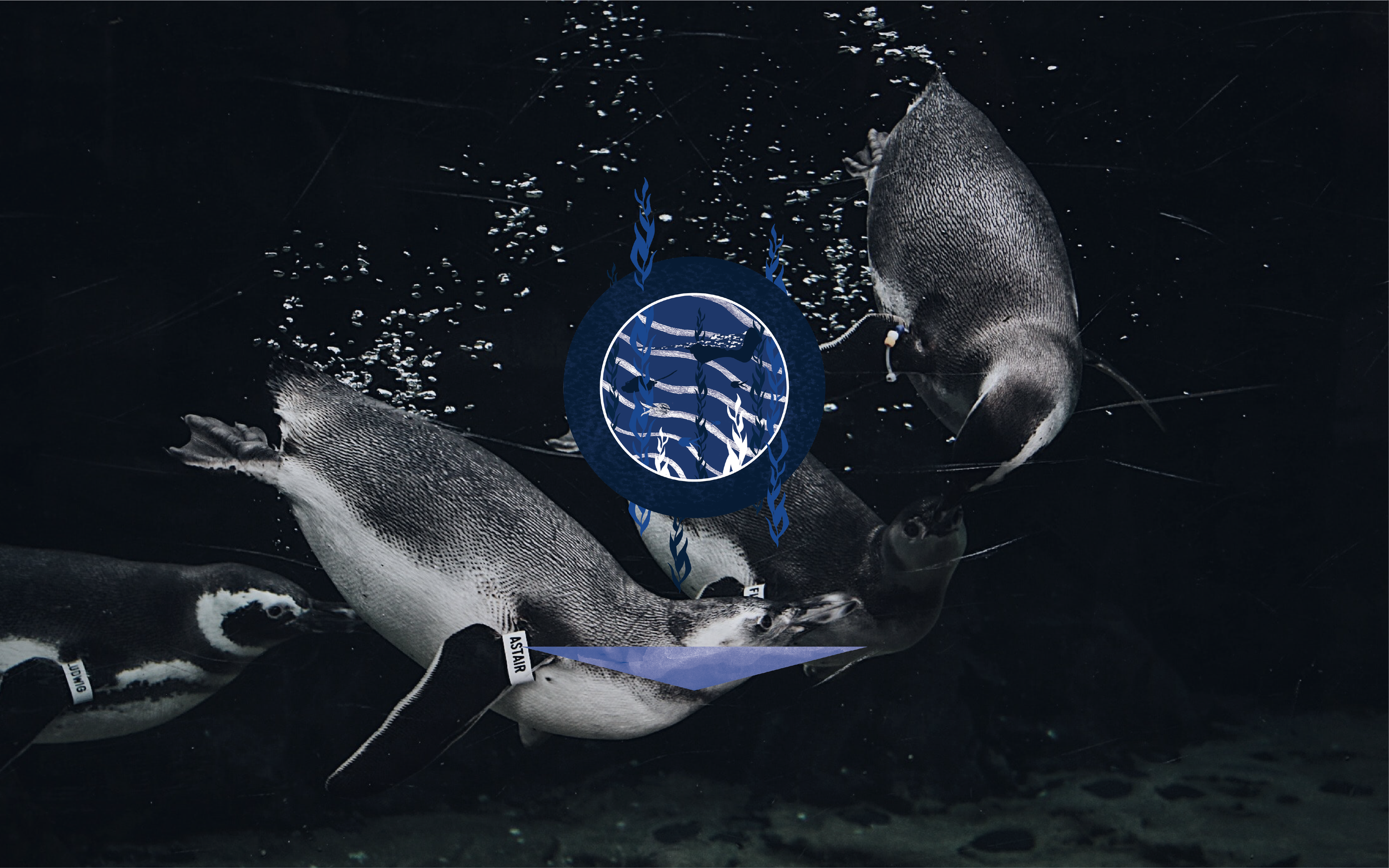 Penguins swimming underwater with a circular logo overlay showing an underwater scene with seaweed.