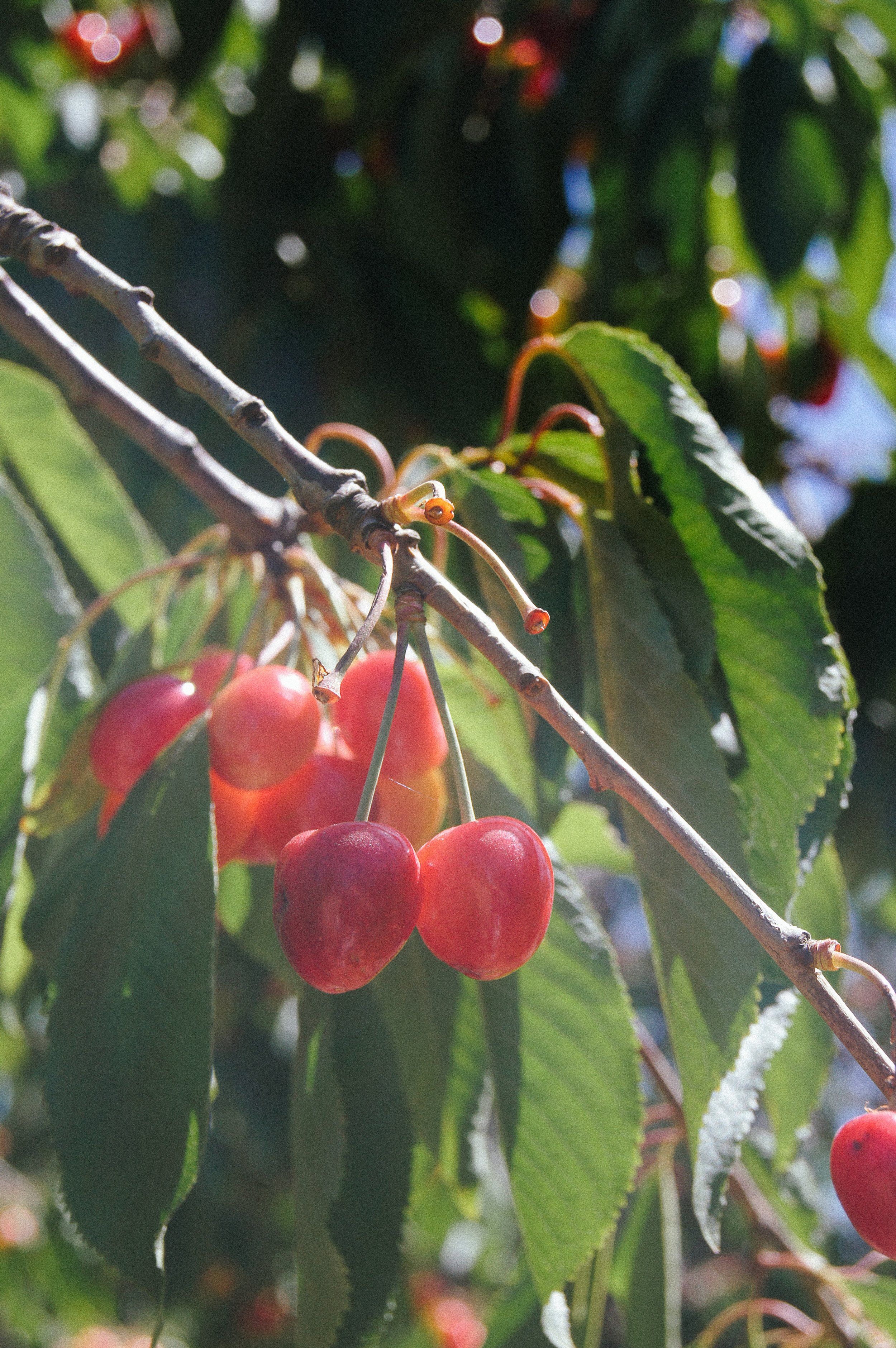 cherries-8.jpg