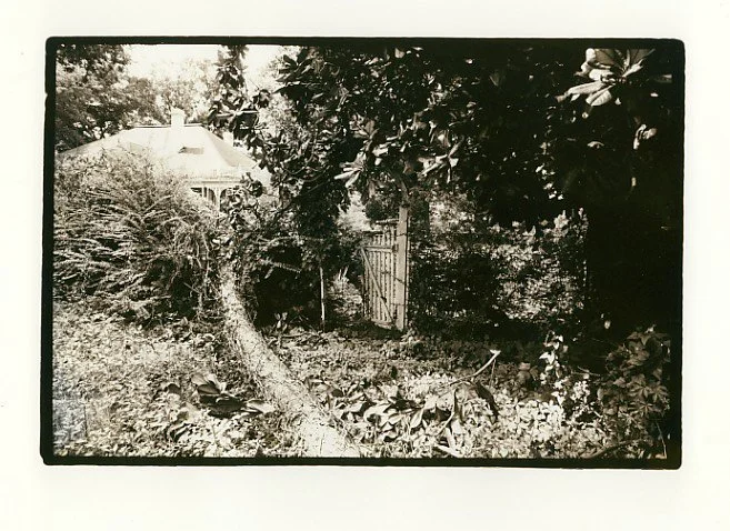 A black and white photo of a garden with a tree fallen on the ground, various plants, and a house in the background, partially obscured by foliage.