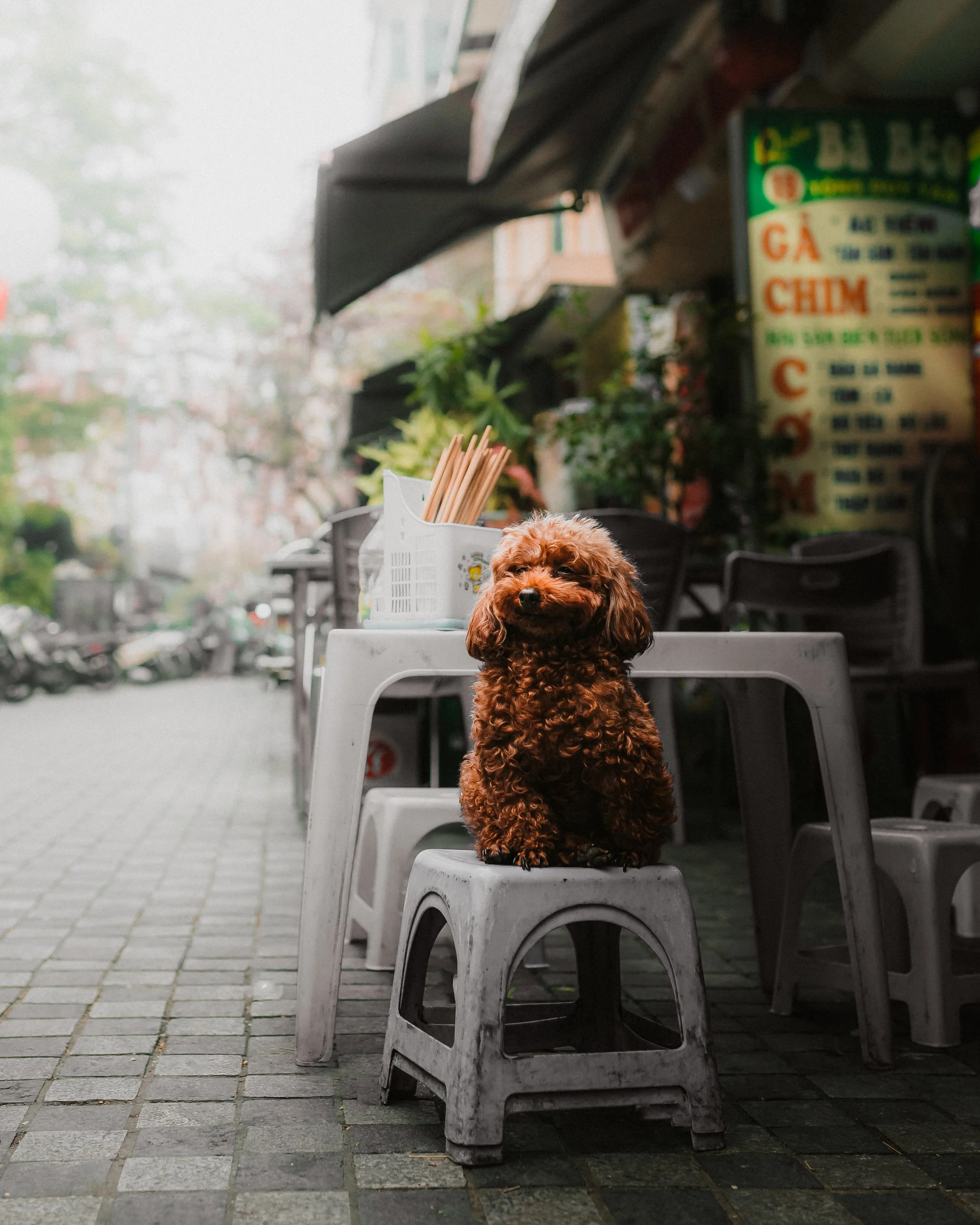 Small brown poodle dog sitting on a plastic stool outside a cafe or restaurant on a city street.