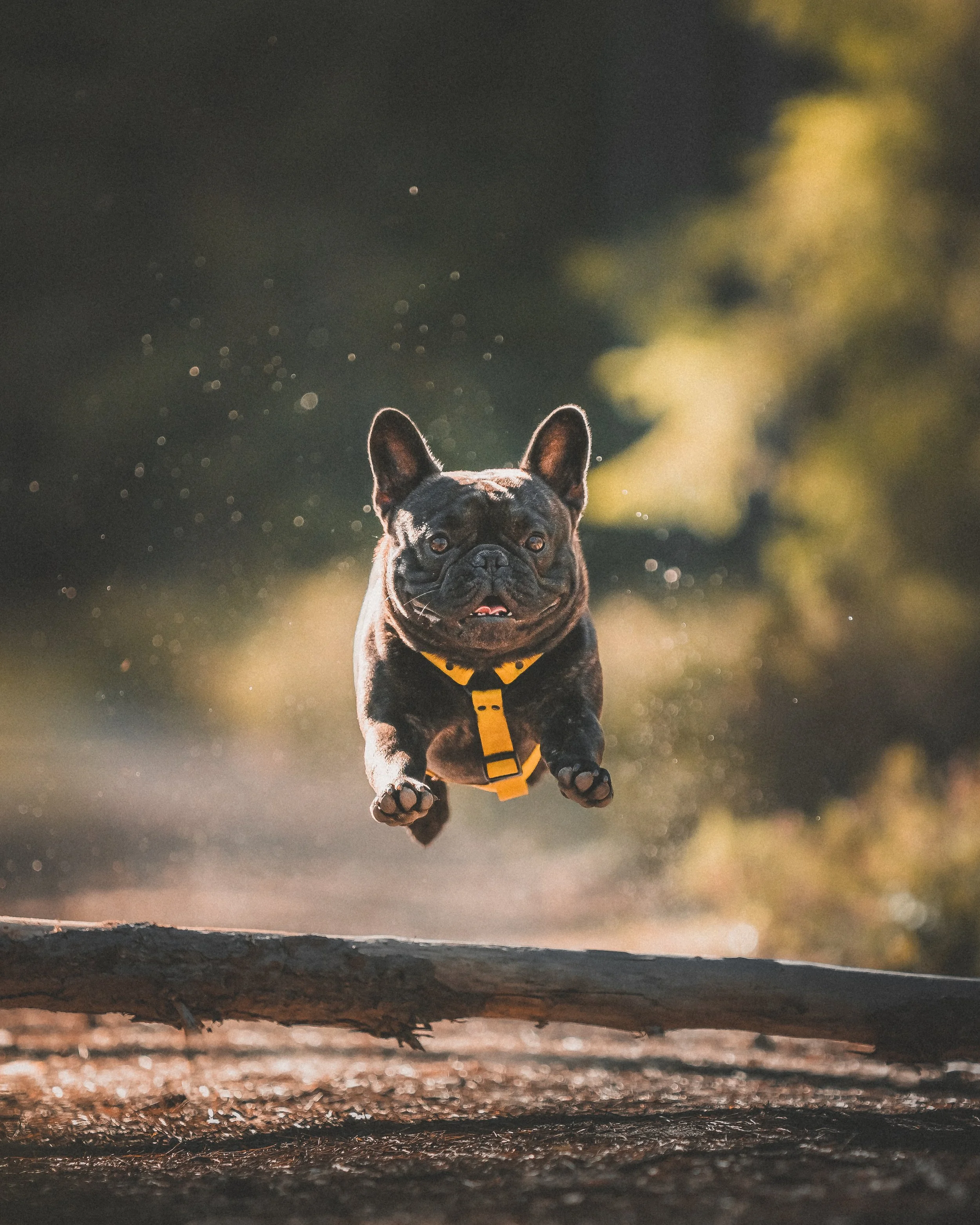 A French Bulldog puppy wearing a yellow harness, jumping over a log outdoors during daytime.