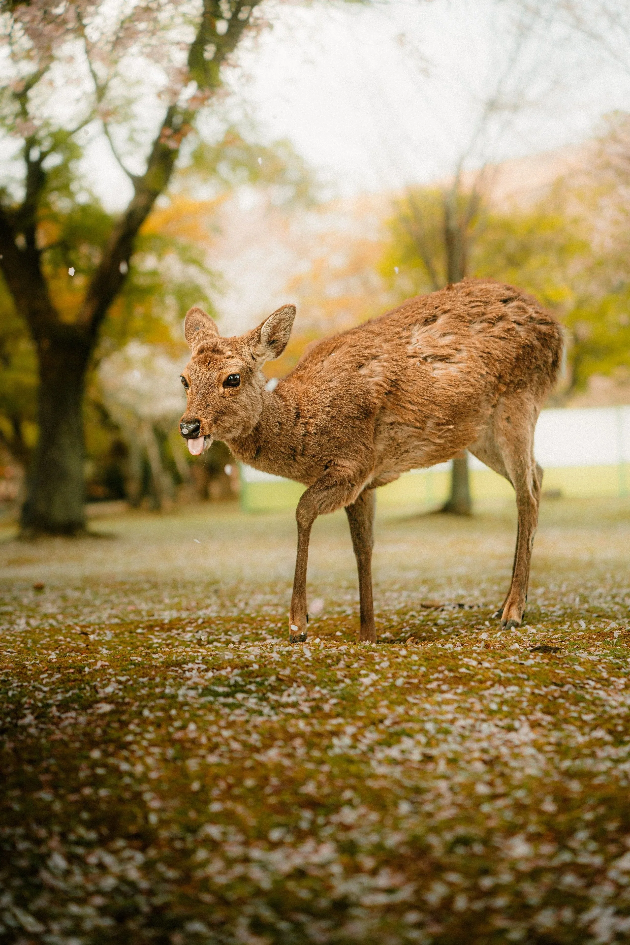 A deer with a humorous facial expression and its tongue sticking out standing on a ground covered with fallen leaves and moss in a park with trees in the background.