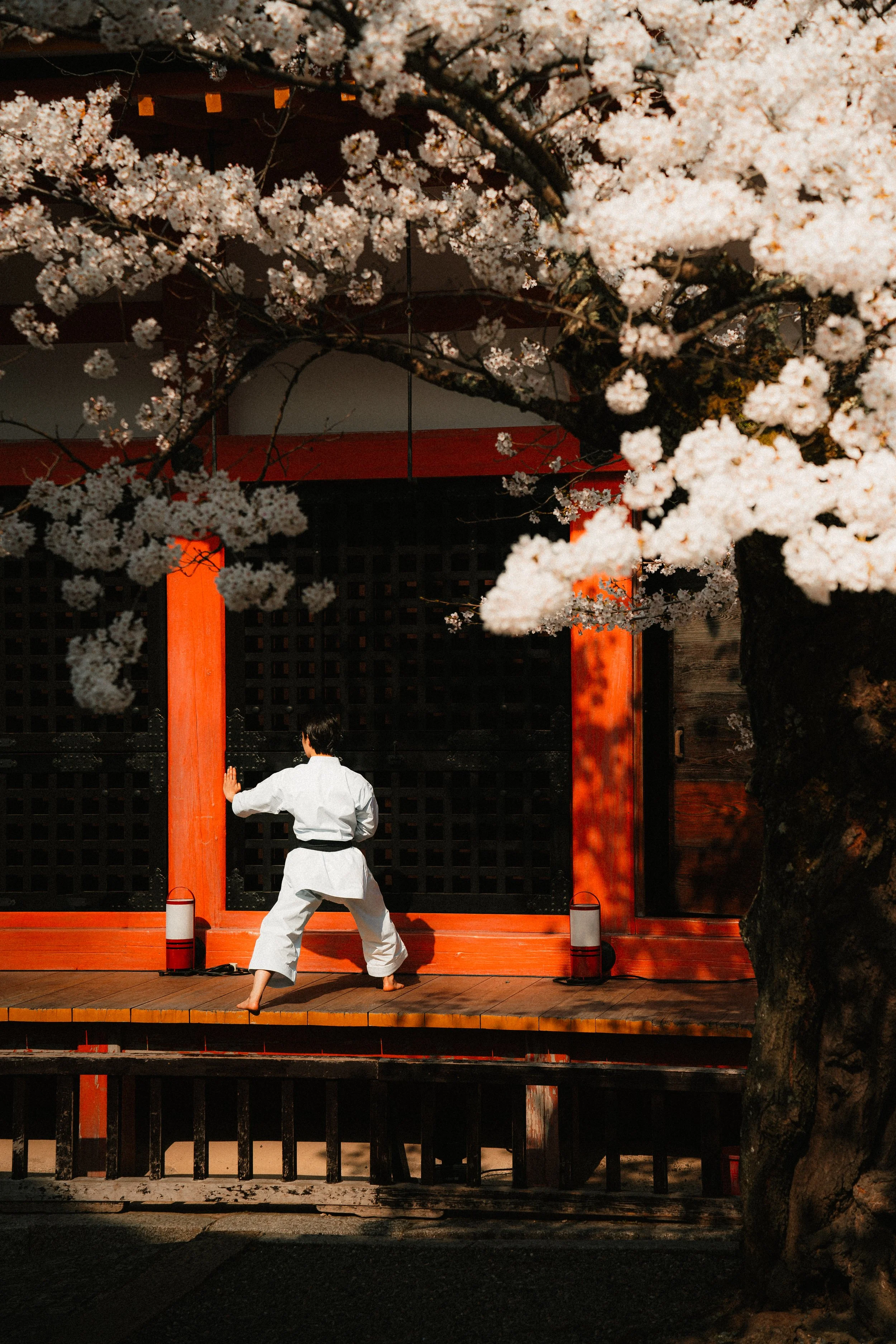 A person practicing karate on a wooden stage in front of a traditional Japanese-style gate with red and black colors, surrounded by cherry blossom trees in full bloom.