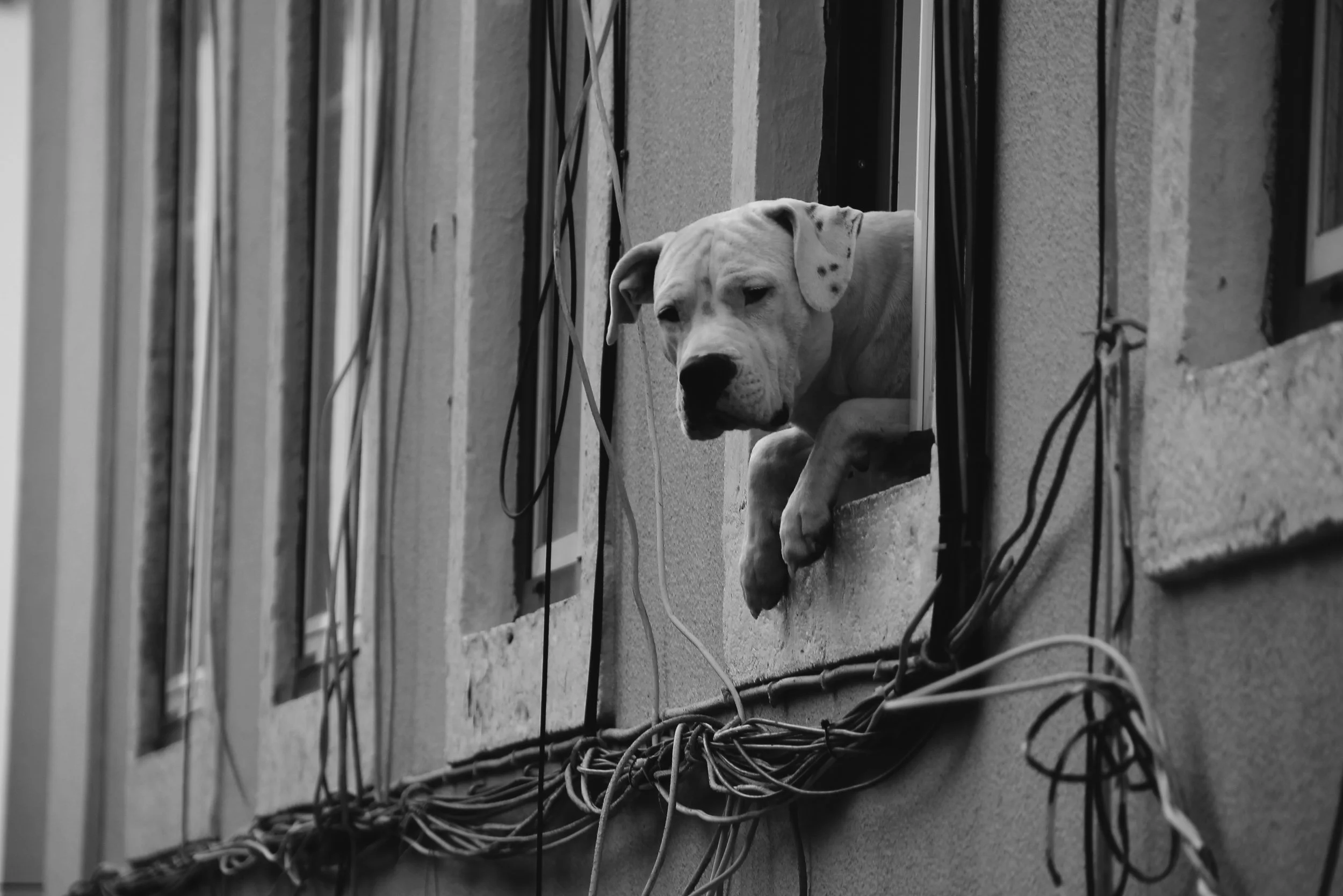 A dog looking out of a window with wires hanging on the wall around it, in black and white.