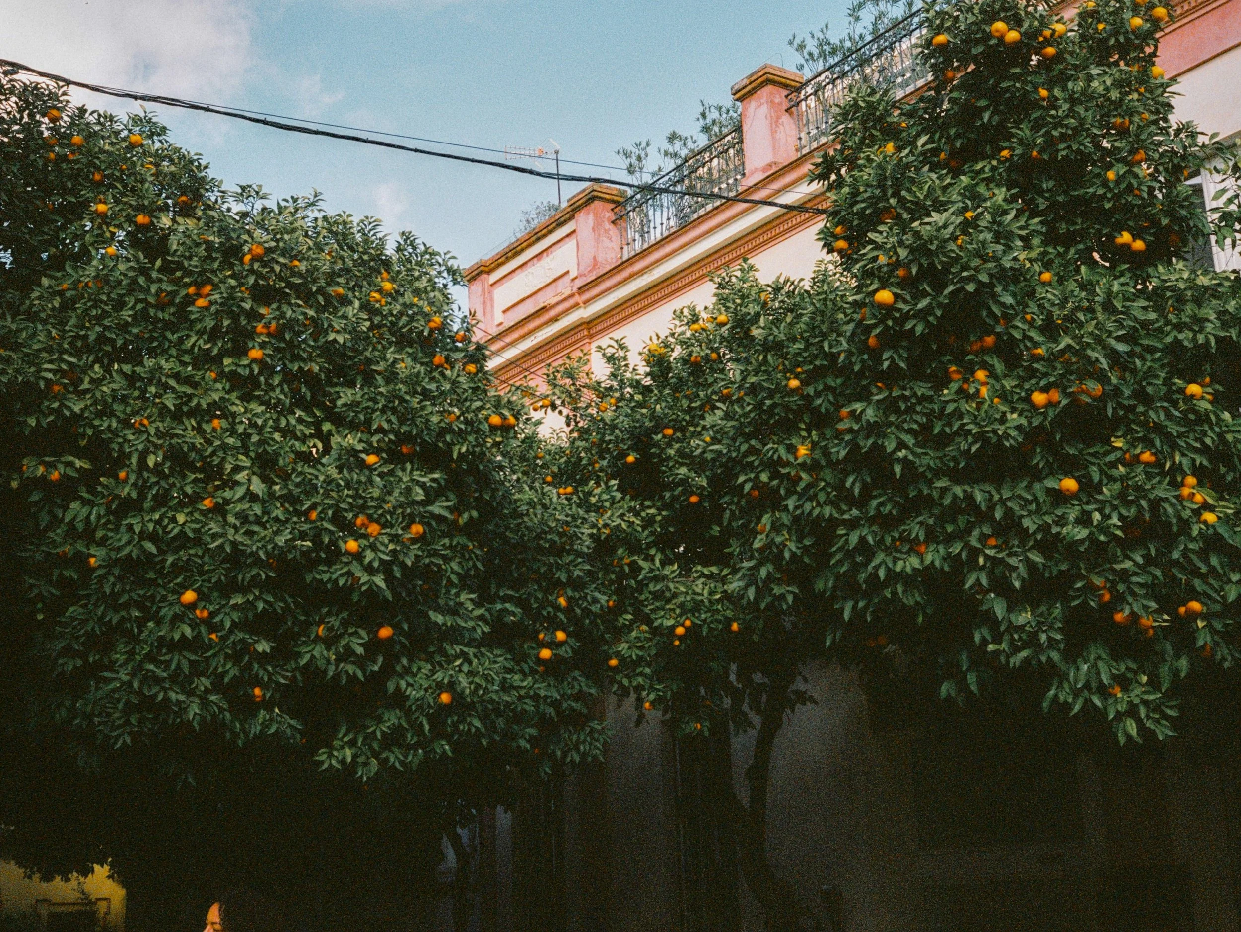 Portra 400 - Leica M3