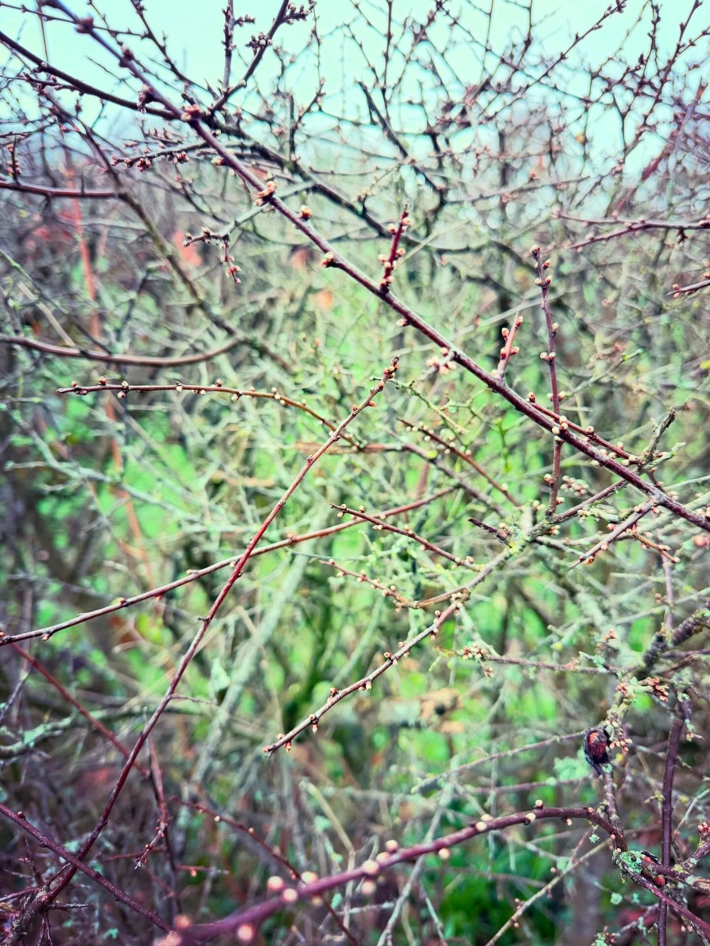 #diyzine #analog #springtime #occultart #occult