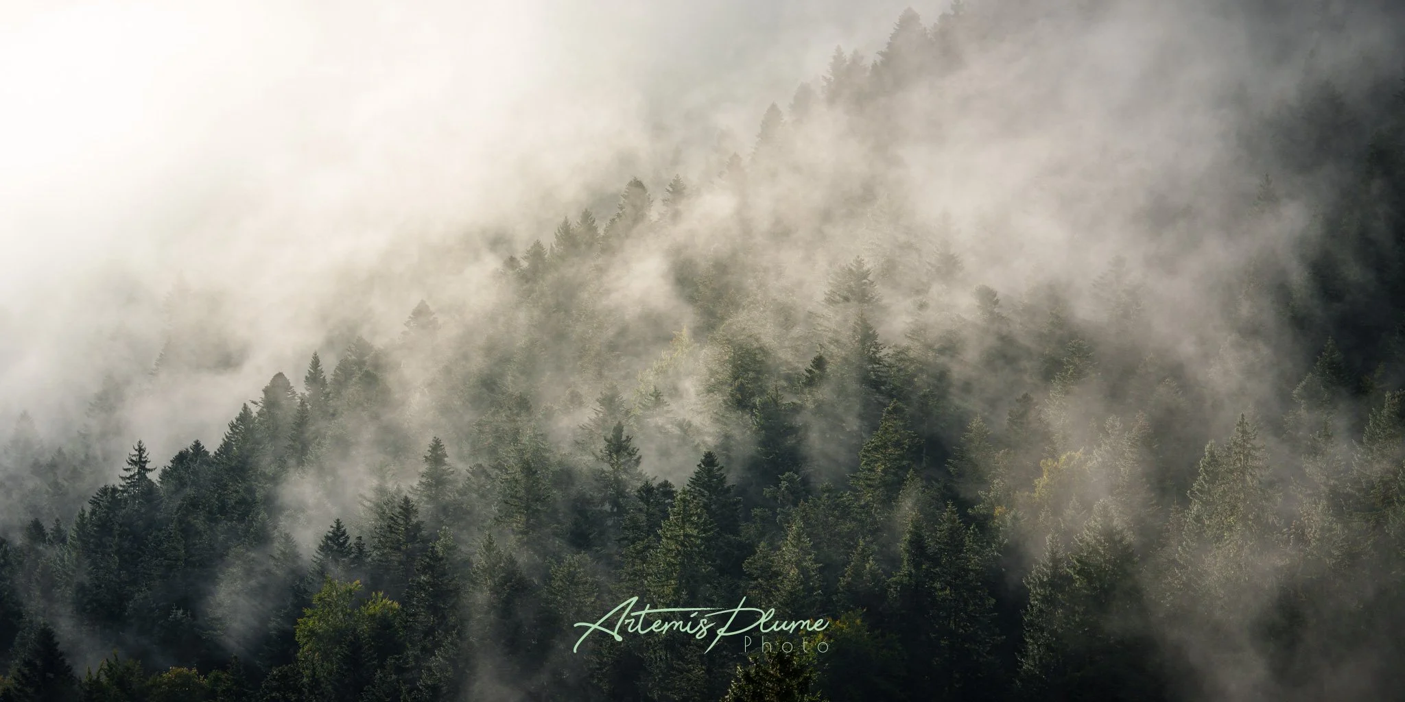 Photo d'une forêt de conifères à laquelle sont attachés des nuages. La lumière filtre a travers ces derniers.