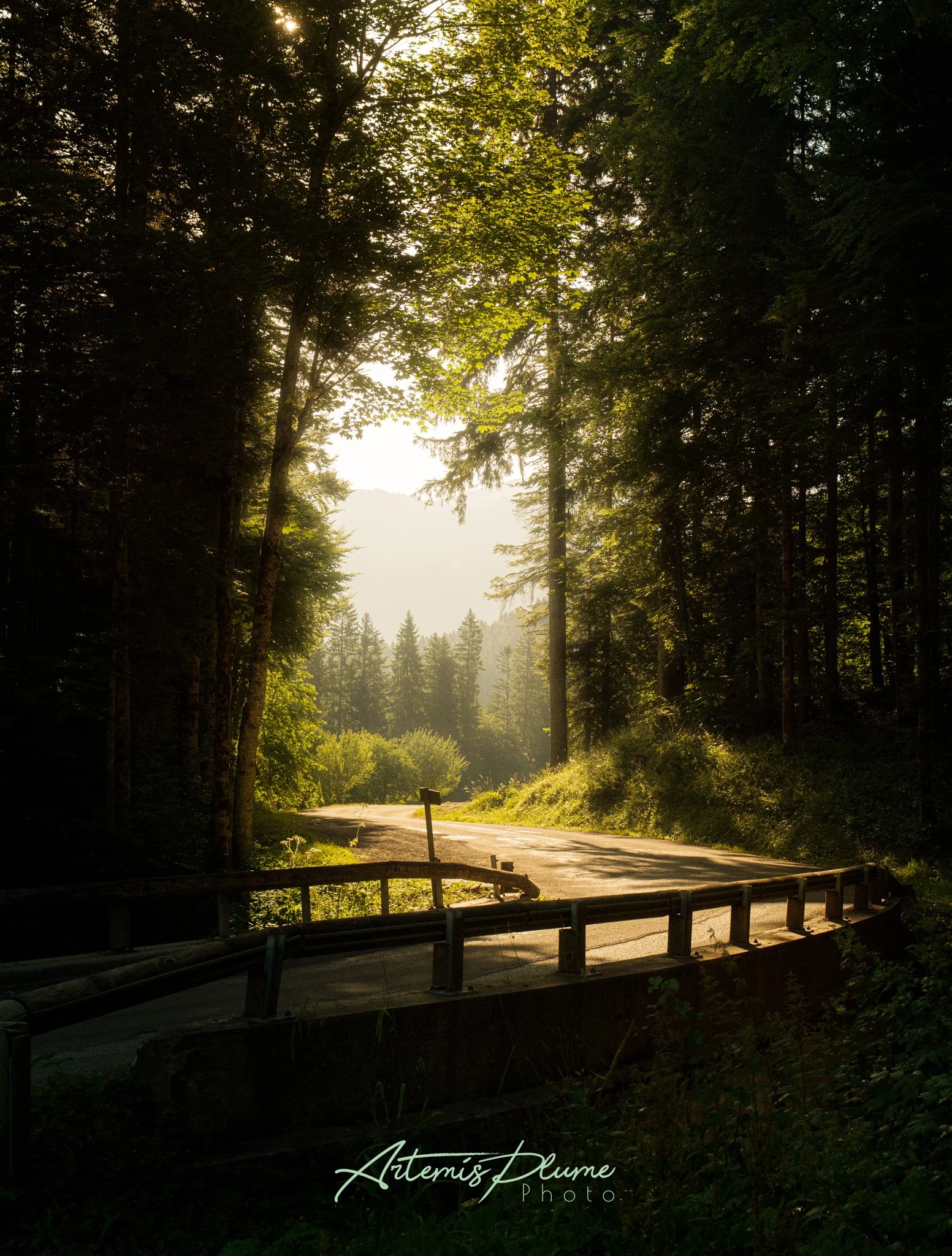 Photo d'un virage de route au milieu d'une forêt de sapins au coucher de soleil