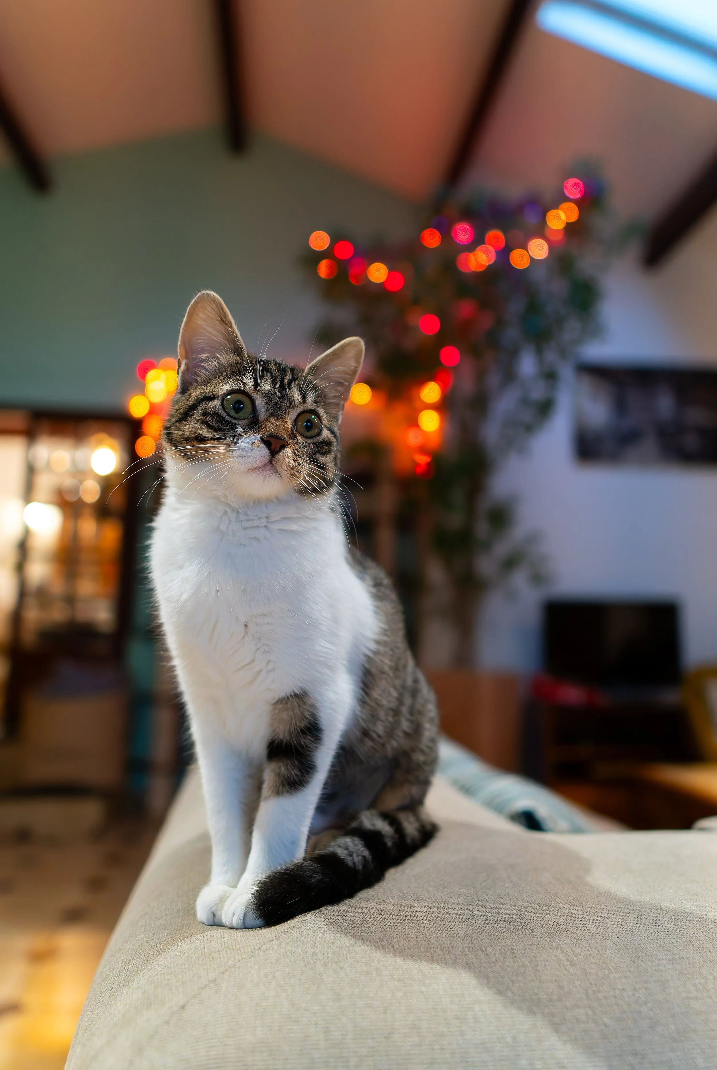 Un chat tacheté assis sur un canapé dans une pièce décorée avec des lumières de Noël en arrière-plan.