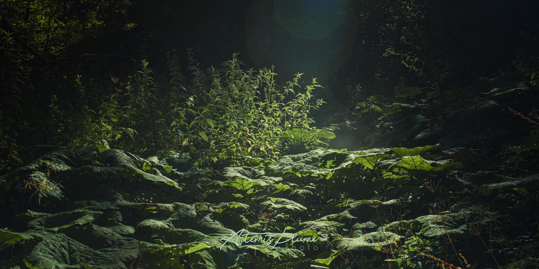 Végétation dense au premières lueurs du jour
