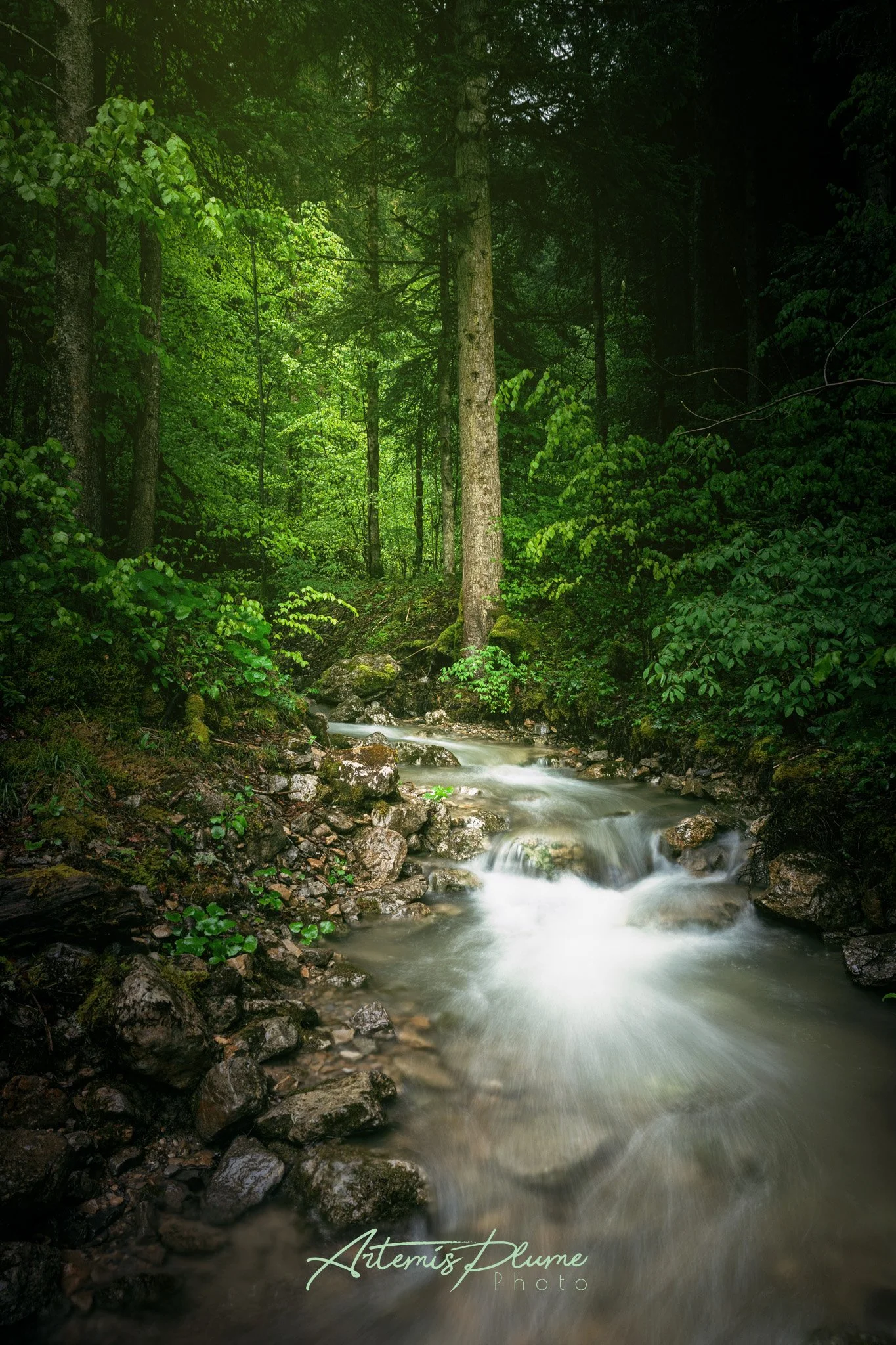 Photo d'une rivière au milieu d'une forêt de sapins dans un léger brouillard
