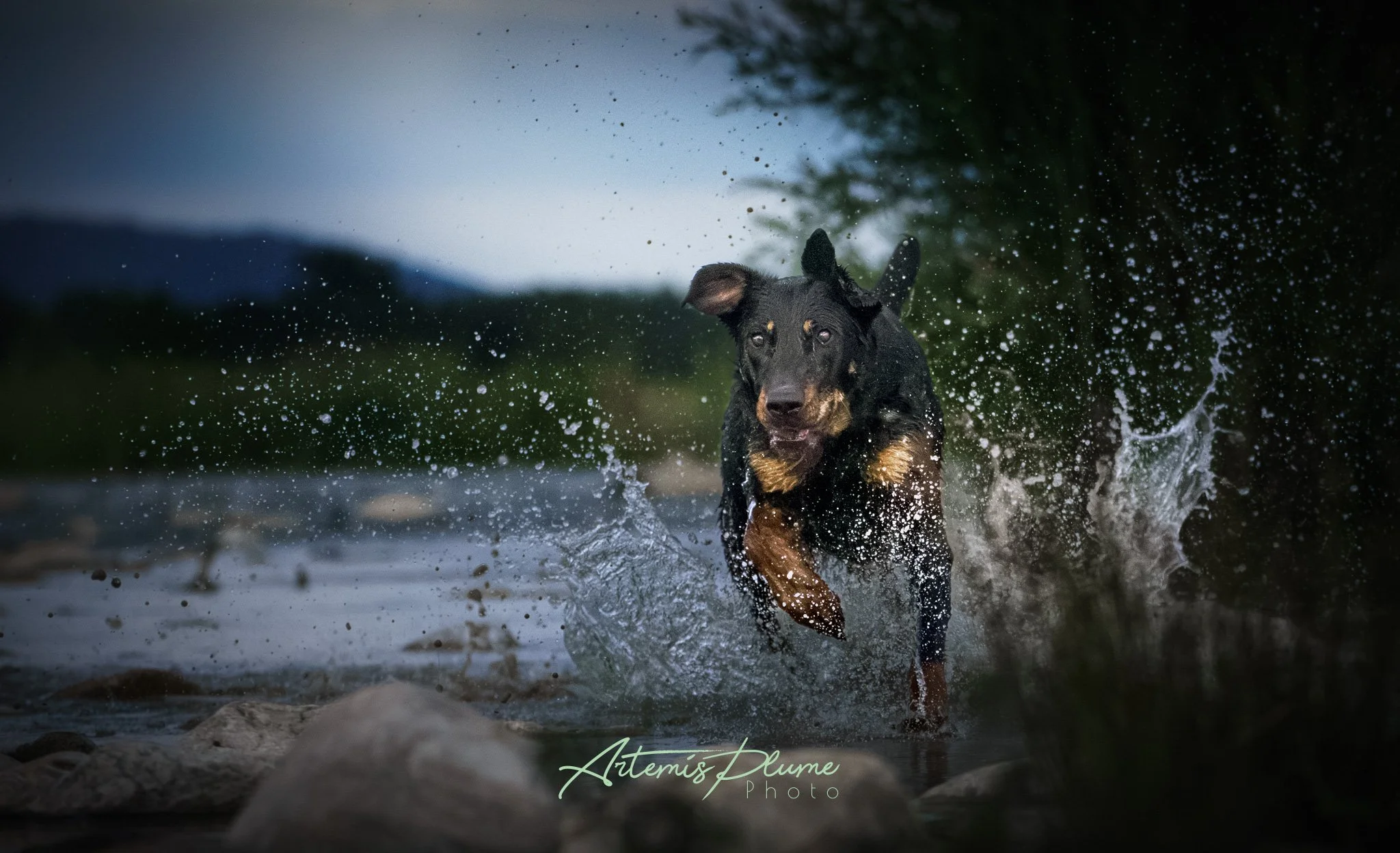 Photo d'un chien noir et feu courant dans une rivière, faisant des éclaboussures