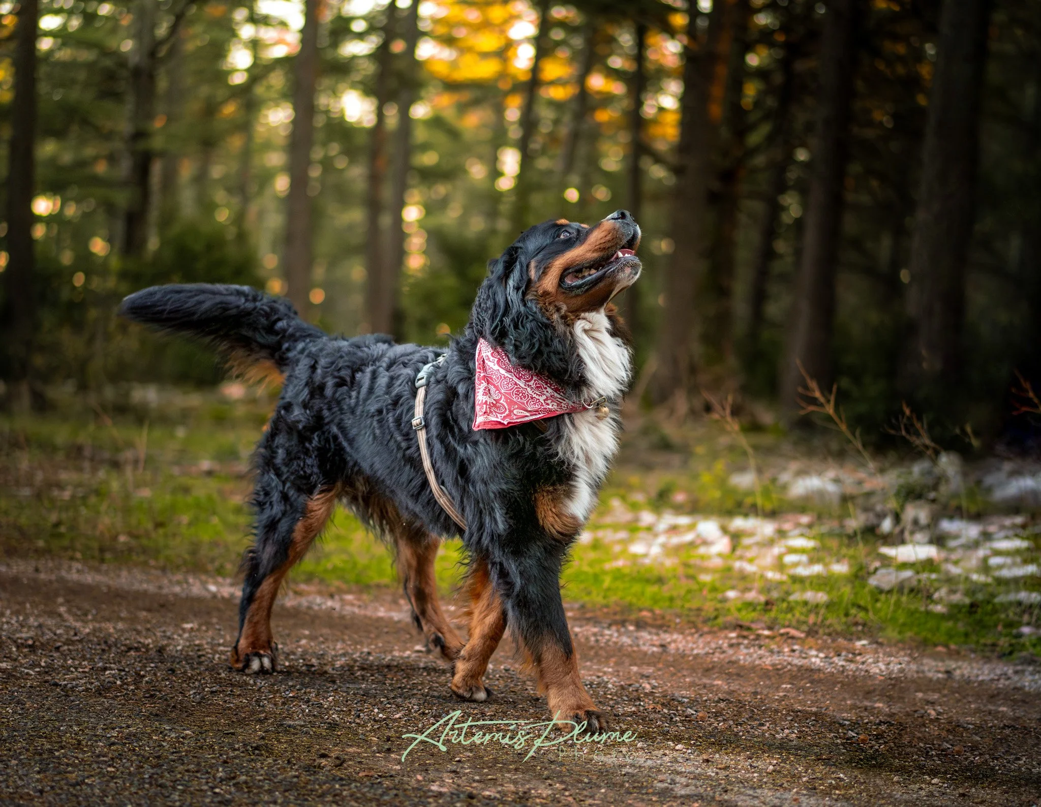 Photo d'un chien sur un chemin forestier