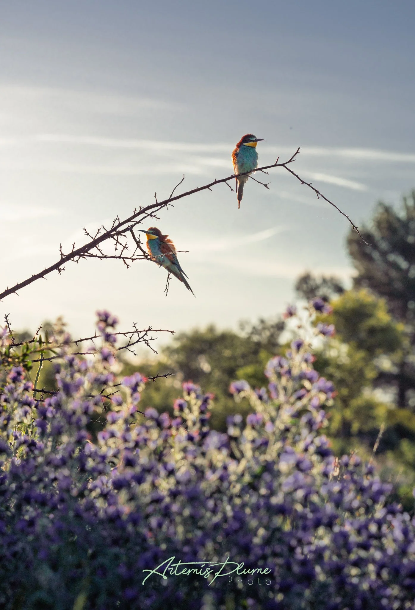 Photo de deux guêpiers sur une branche, une un buisson fleuri violet au premier plan