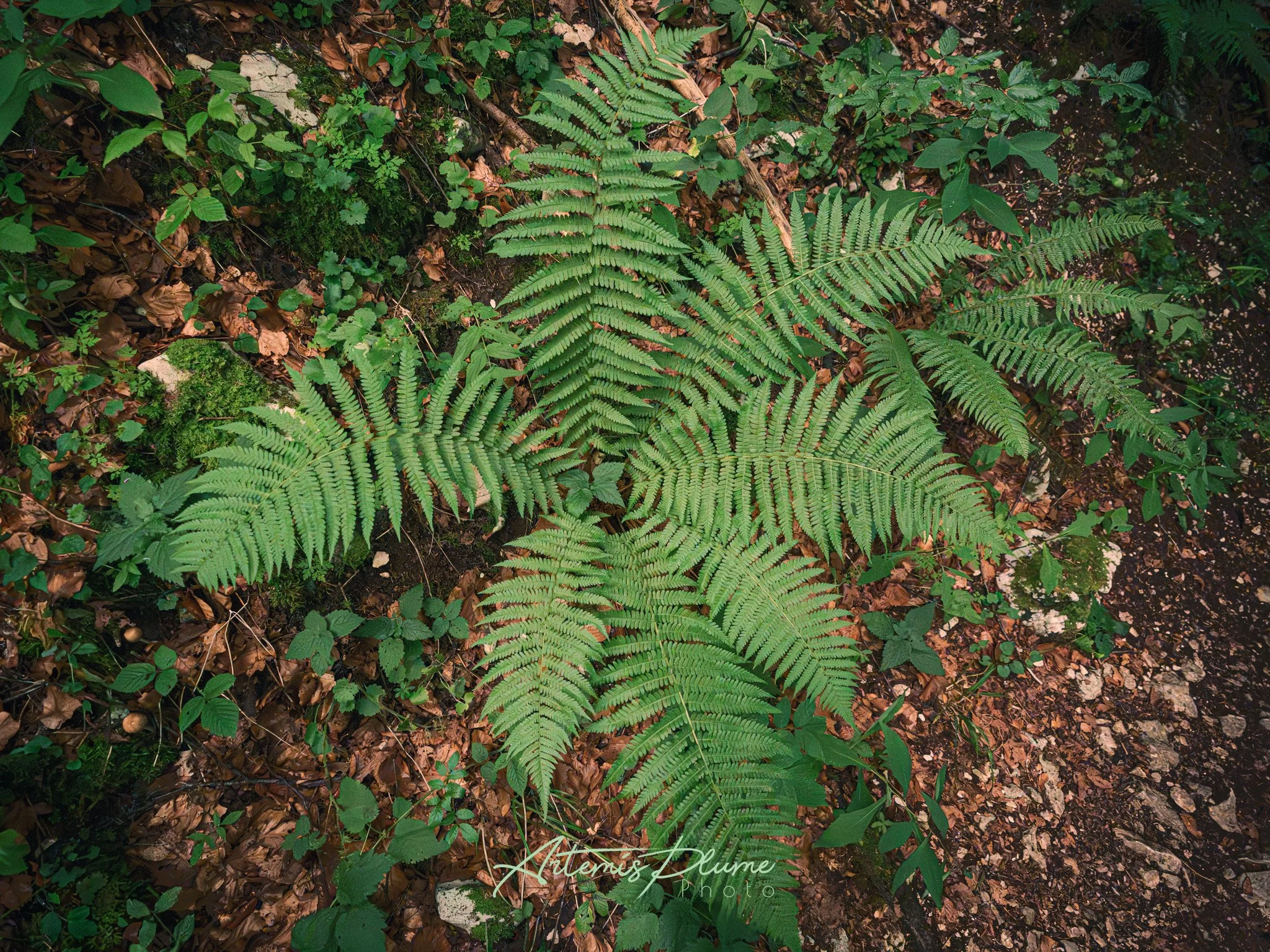Photo d'une fougère