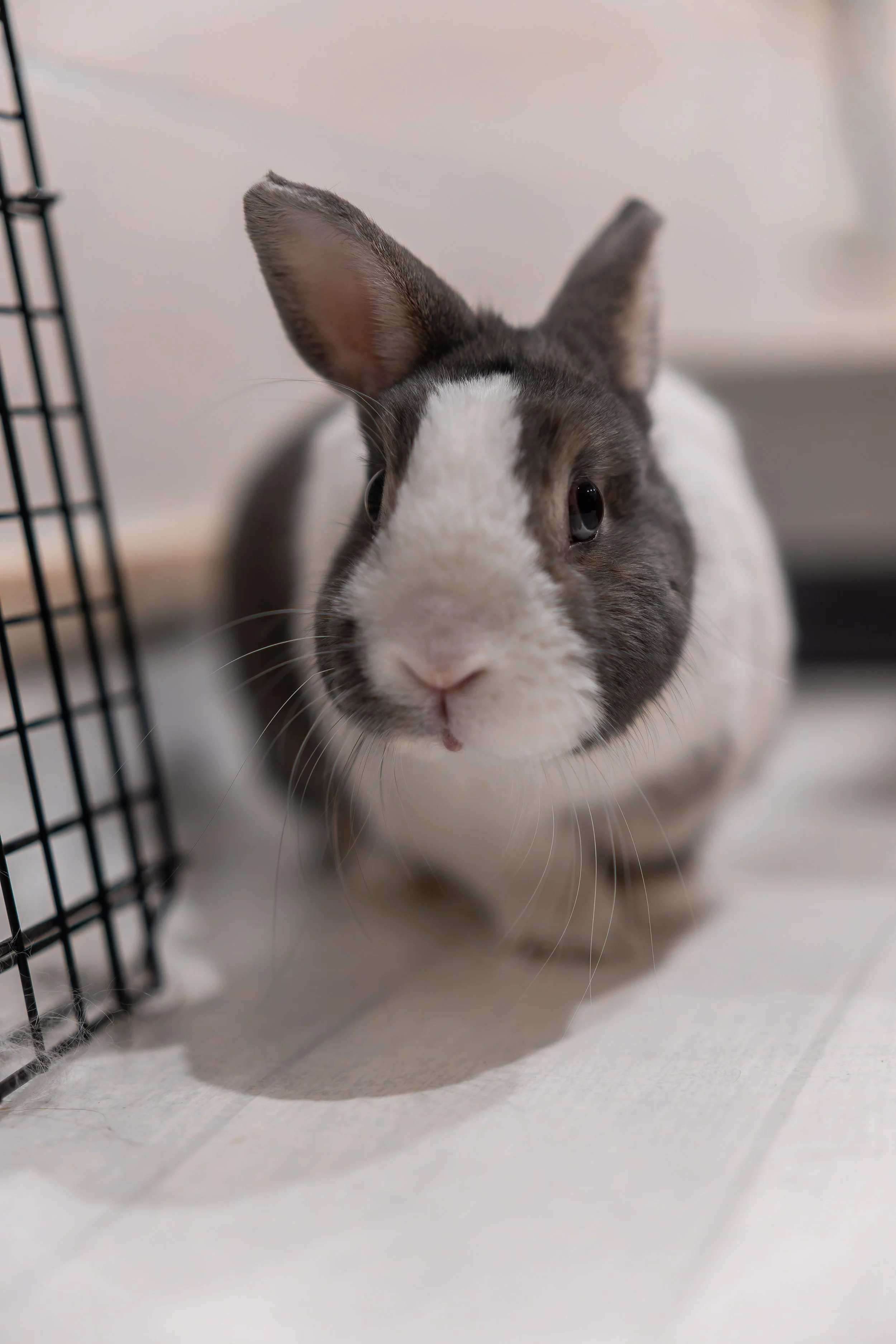 Photo d'un lapin nain blanc et gris qui regarde la caméra.