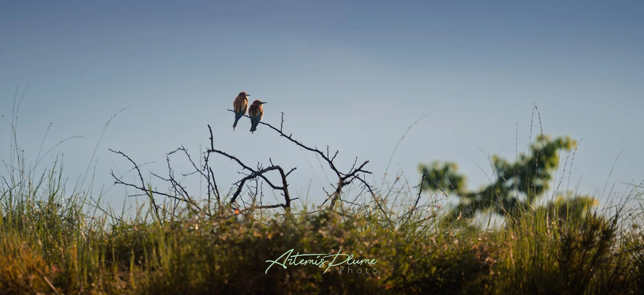 Photo de deux guêpiers sur une branche