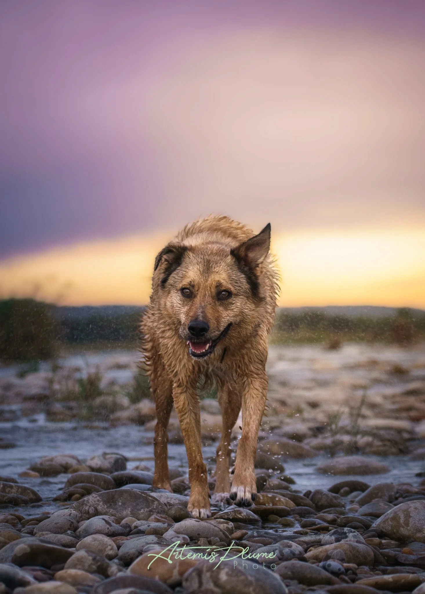 Photo d'un chien croisé marchant sur des galets vers la caméra