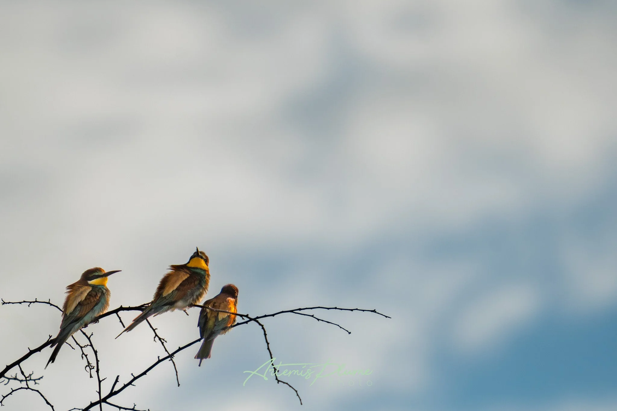 Photo de trois guêpiers sur une branche dans le coin en bas à gauche de l'écran