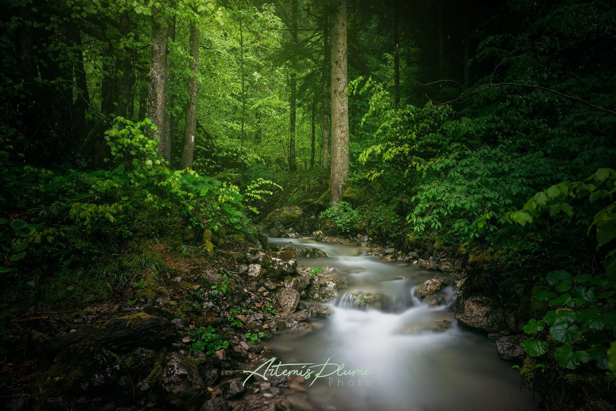 Photo d'une rivière au milieu d'une forêt de sapins dans un léger brouillard