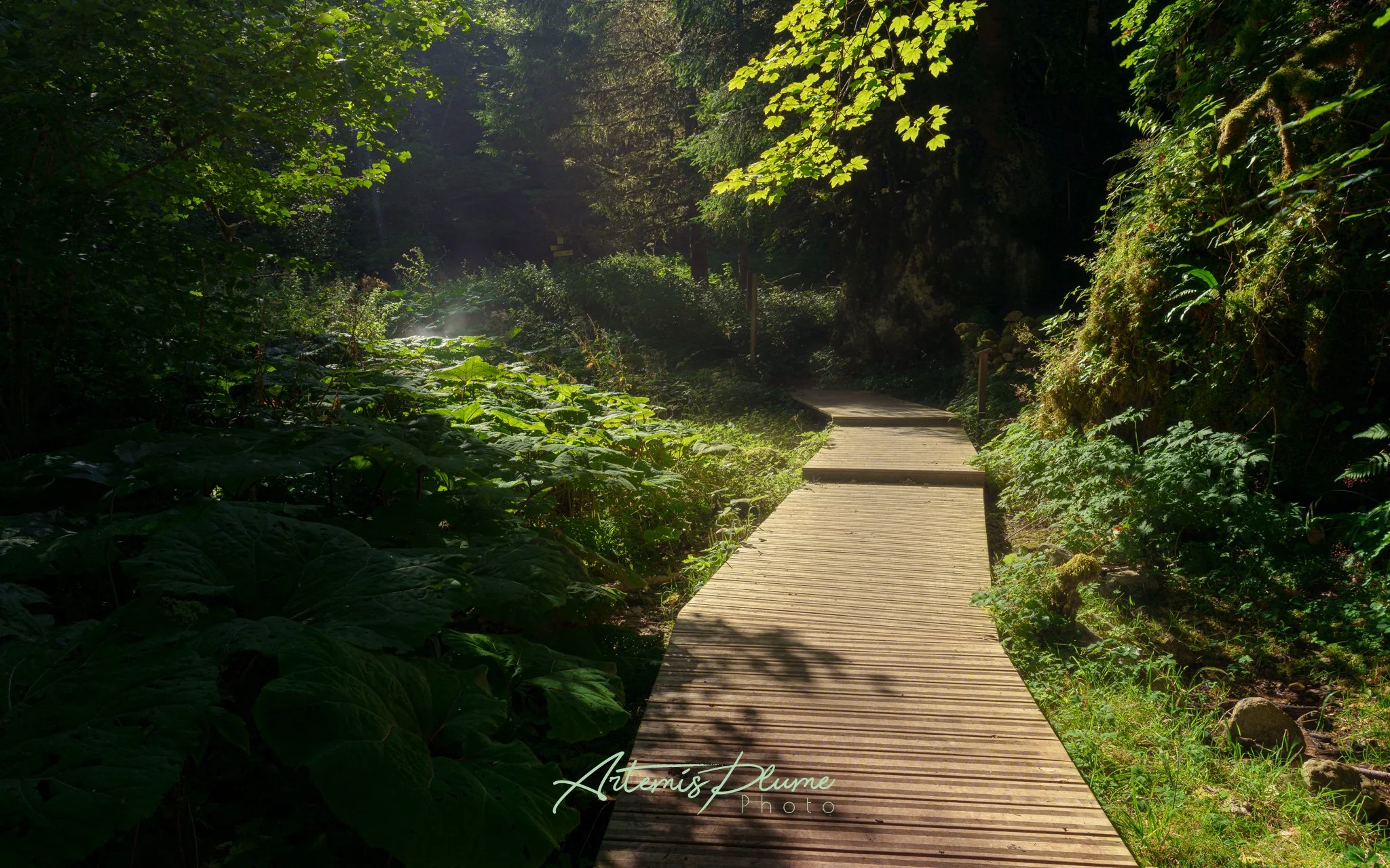 Photo d'un chemin en bois au milieu de végétation dense