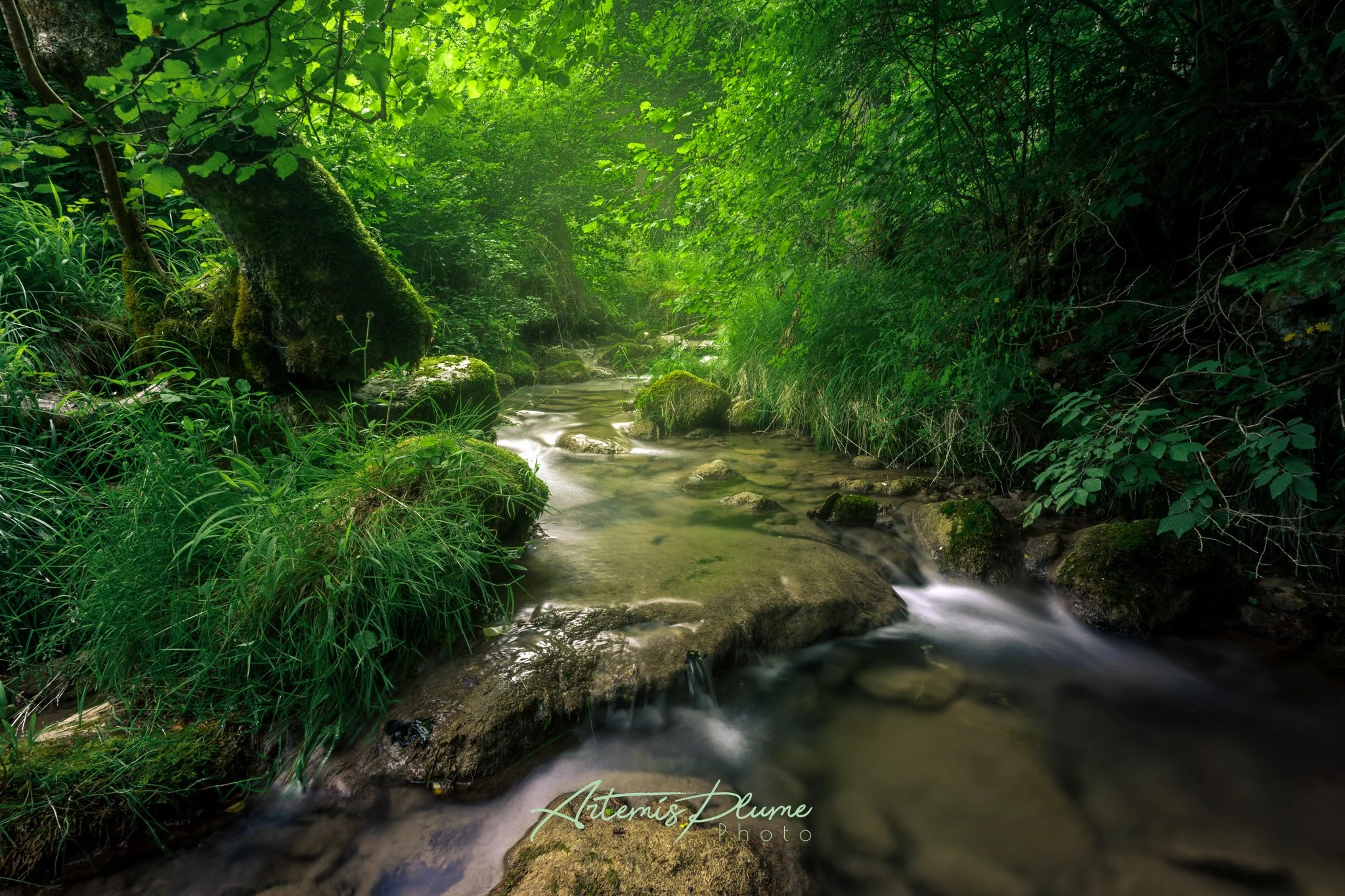 Photo d'une rivière au milieu d'une forêt dans un léger brouillard