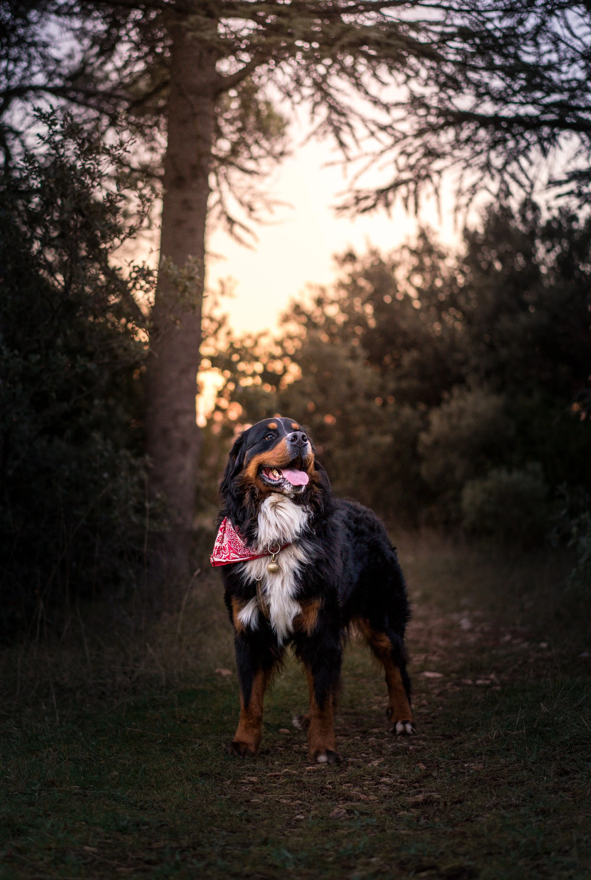 Photo à contre jour d'un chien au milieu d'une forêt.
