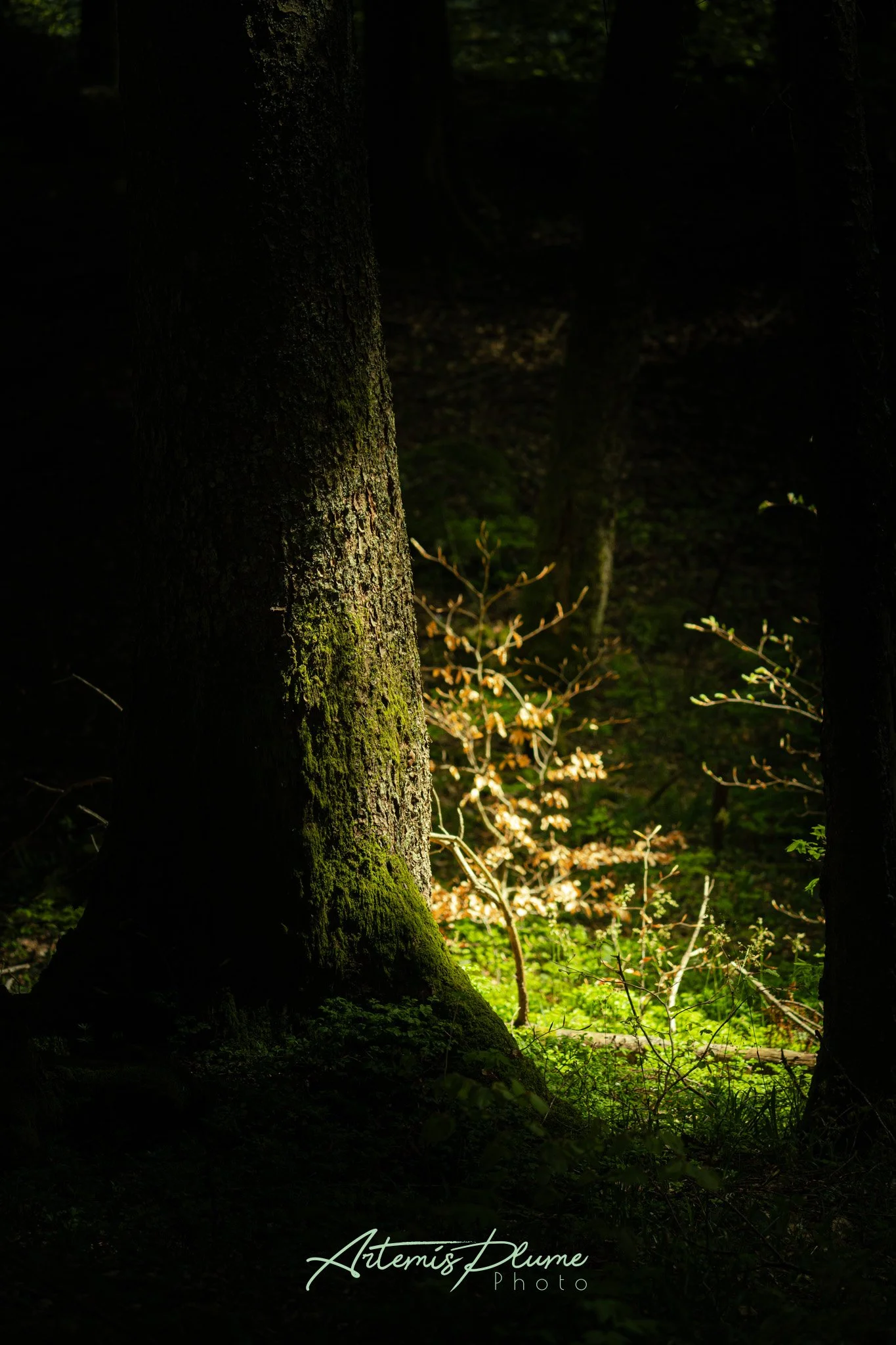 Photo sombre d'un arbre éclairé par le soleil au milieu d'une for%et