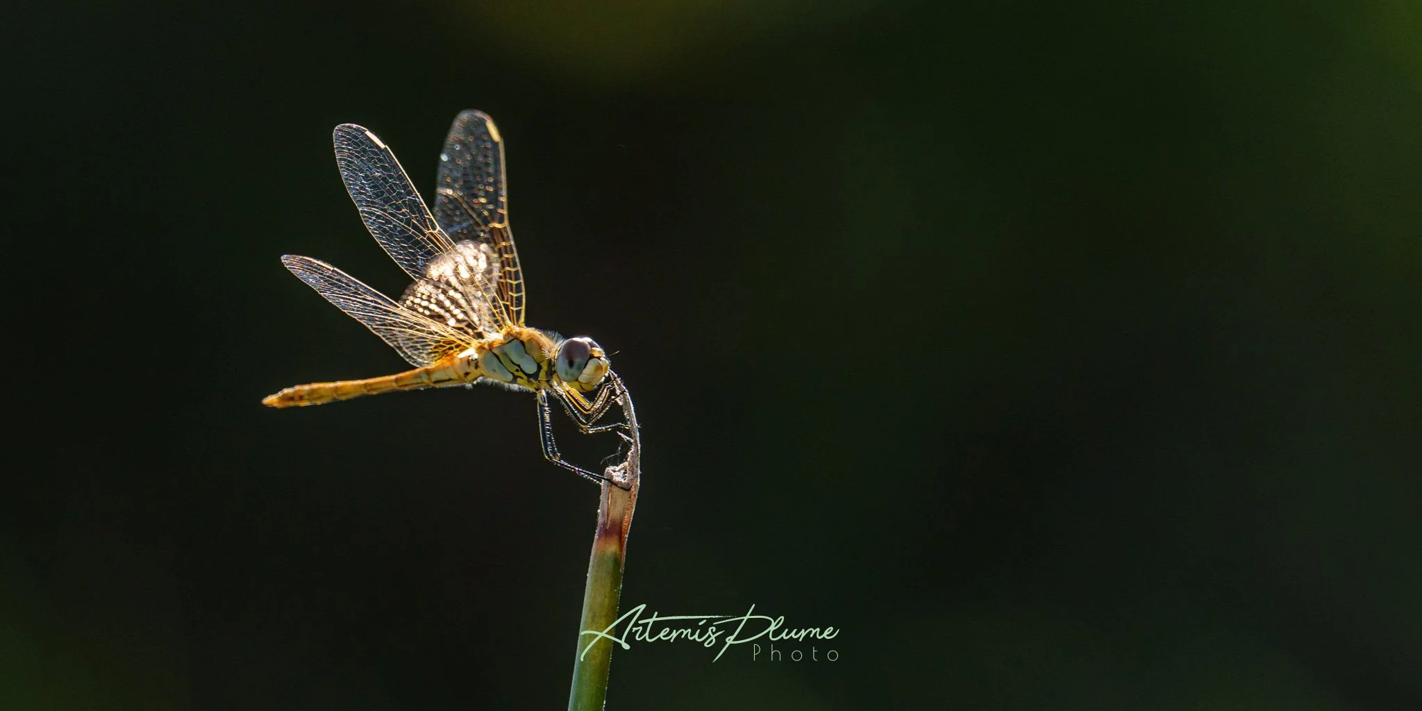 Photo d'une libellule perchée sur une herbe