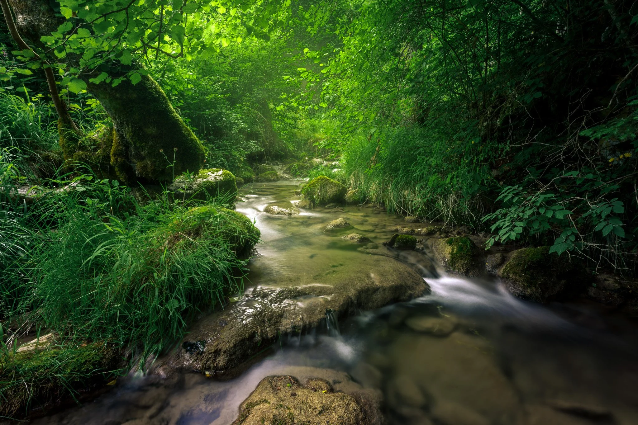 Photo d'une rivière au milieu de végétation luxuriante