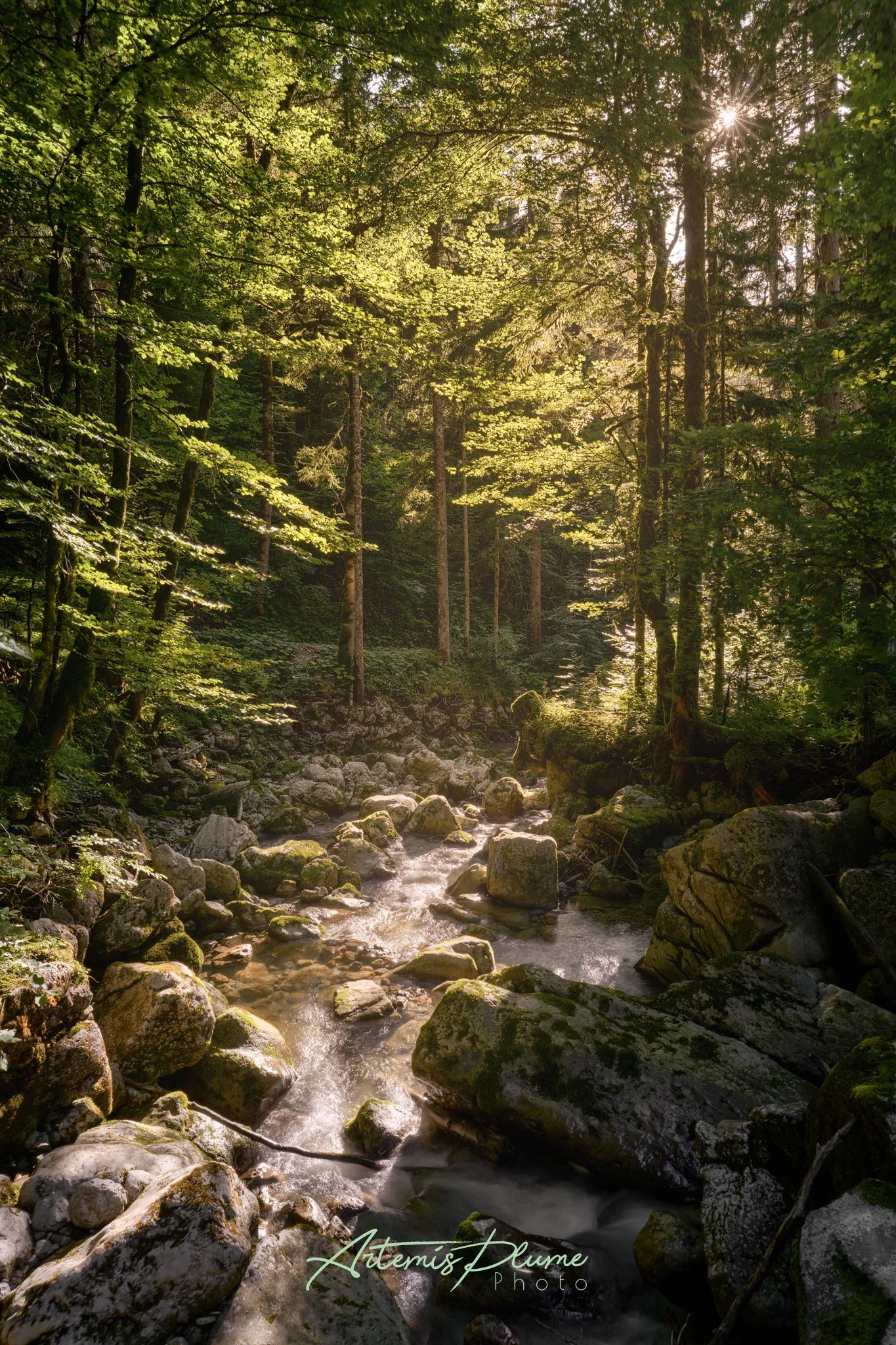 Photo d'une rivière au milieu d'une forêt de sapins au coucher de soleil