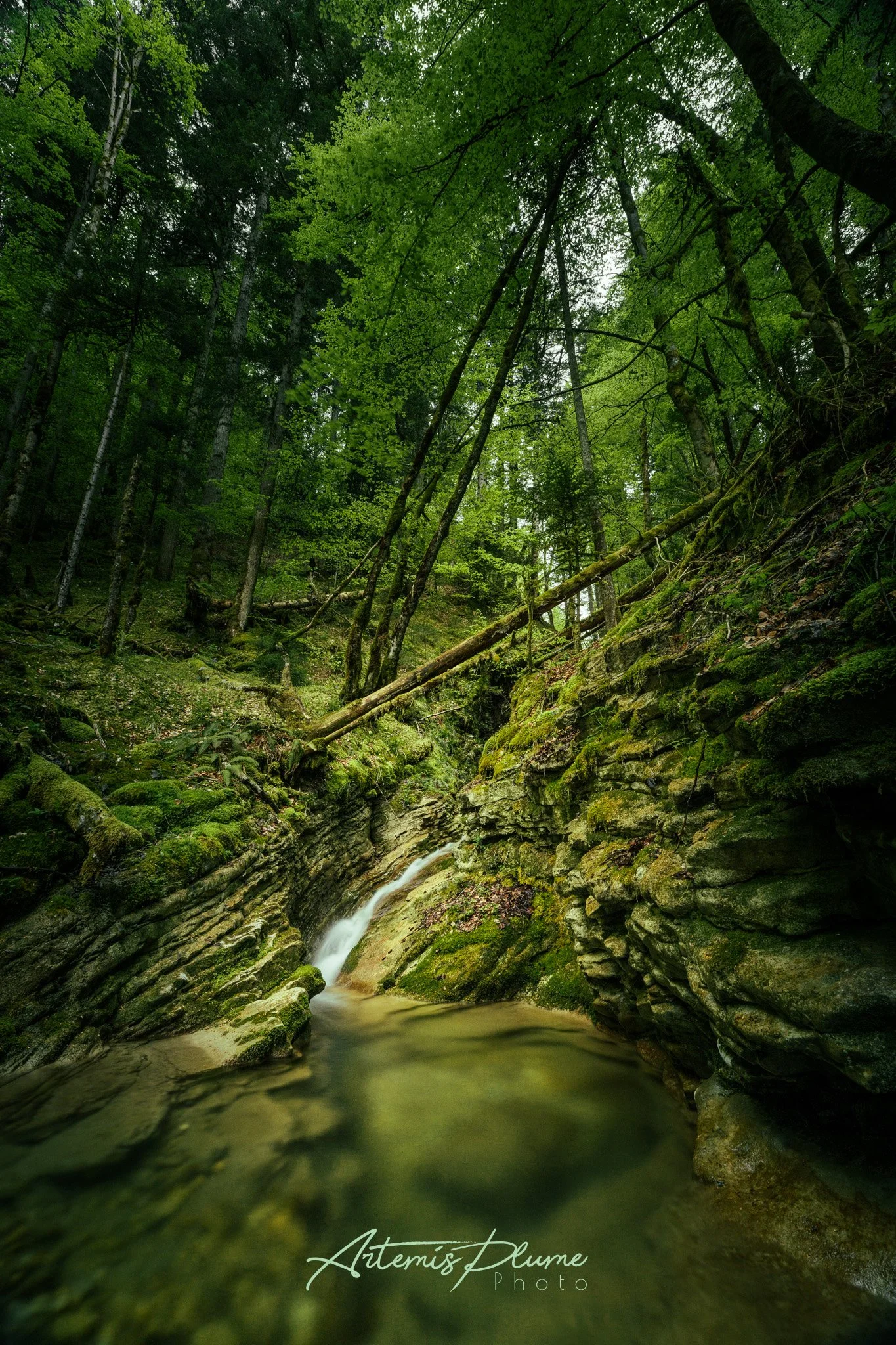 Photo d'une rivière au milieu d'une forêt de sapins dans un léger brouillard