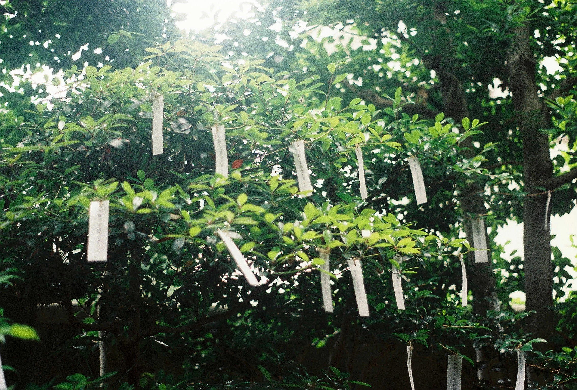移動する国境が欲しい - I wish for moving borders/ Deseo fronteras móviles , 2025. Site-specific installation. Printed tanzaku paper and thread. Photo: Hanako Nakane (c)