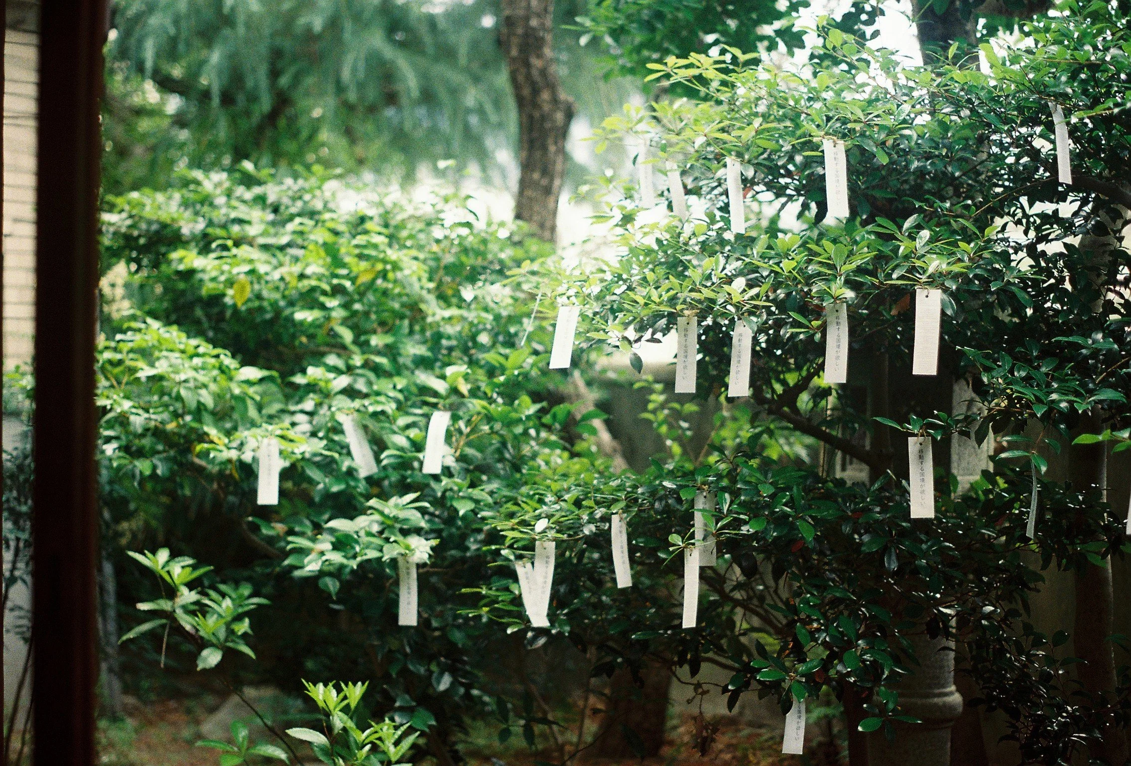 移動する国境が欲しい - I wish for moving borders/ Deseo fronteras móviles , 2025. Site-specific installation. Printed tanzaku paper and thread. Photo: Hanako Nakane (c)