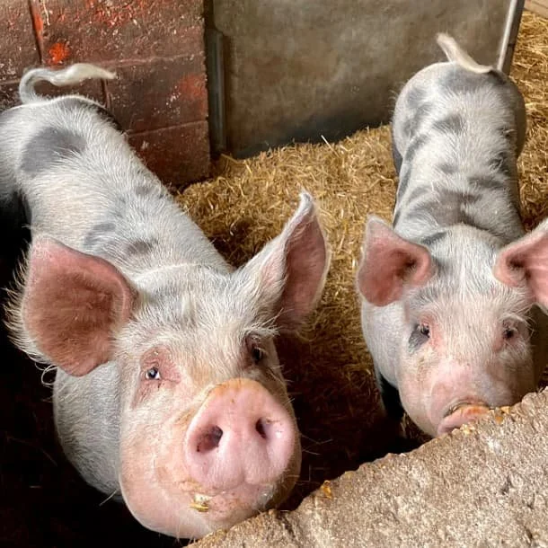 The photo shows two pigs from the farm