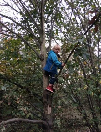 The photo shows a child climbing in a tree