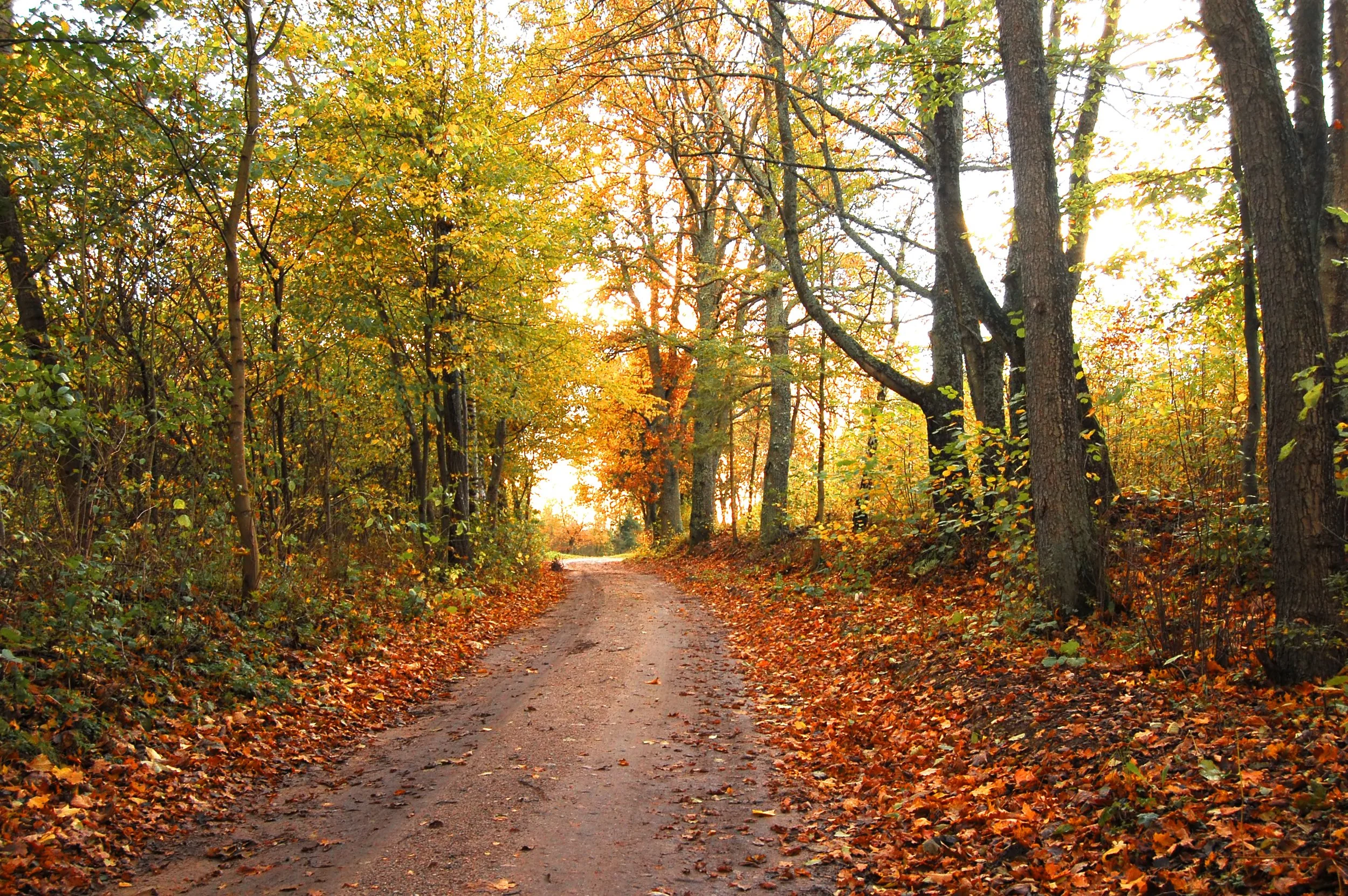 Ein Wanderweg im Herbst, umgeben von Bäumen mit goldgelben, orangefarbenen und roten Blättern, Sonnenlicht fällt durch die Äste.