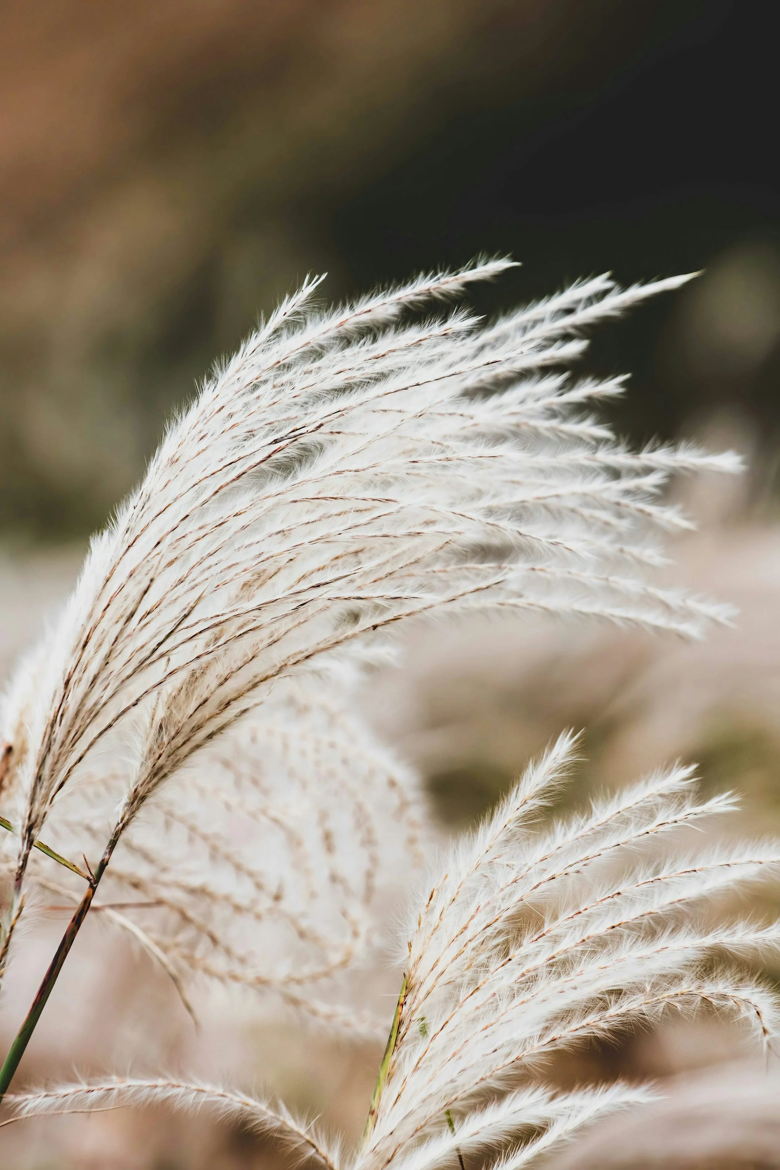 Feng Shui Garten Design
