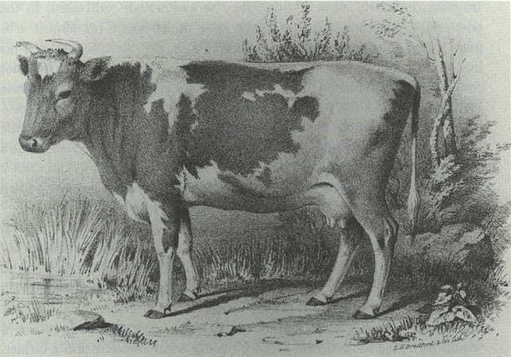 Black and white drawing of a cow standing on grass with trees in the background.