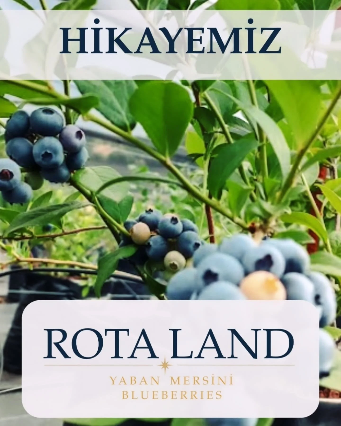 Merhaba🌿
Rota Land ile hep birlikte bir yolculuğa &ccedil;ıkıyoruz. 
Size biraz kendimizden bahsetmek istedik. 

En kısa zamanda sofralarınızda sizlerle buluşmak &uuml;zere...

#rotaland #yabanmersini #blueberries #kazdagları