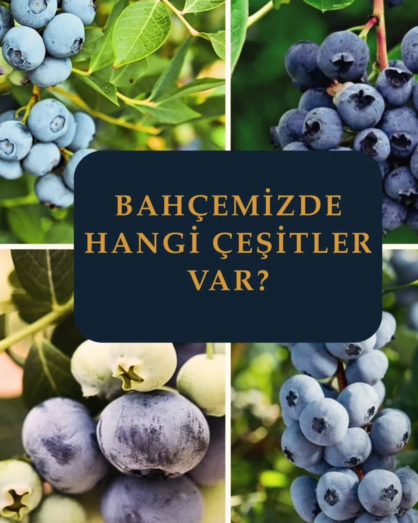 🌱
Bah&ccedil;emizdeki yaban mersini &ccedil;eşitleri🫐

Her birinin kendine has  &ouml;zellikleri var; olgunlaşma zamanları, aroma karakterleri, tane renkleri, boyutları...

&Ccedil;ok yakında sizlerle buluşturmak i&ccedil;in &ccedil;alışıyoruz.

#r
