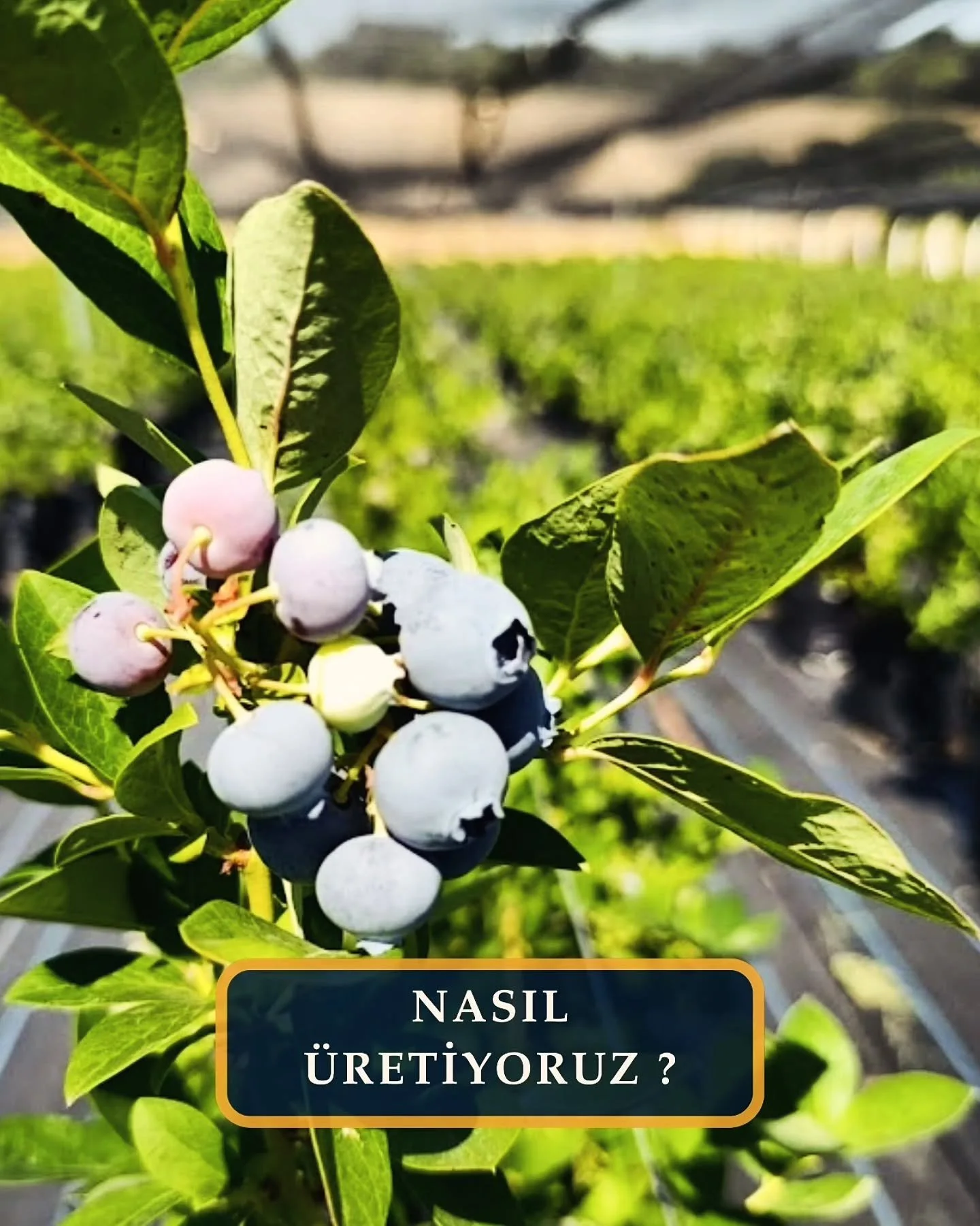 🫐 Yabanmersini; toprağın pH dengesine olduk&ccedil;a duyarlı, narin bir bitki. Sağlıklı gelişebilmesi i&ccedil;in 4.5-5.5 pH aralığında asidik bir ortama ihtiya&ccedil; duyuyor. &Uuml;lkemizde Doğu Karadeniz ve Doğu Marmara'nın bazı b&ouml;l&uuml;ml