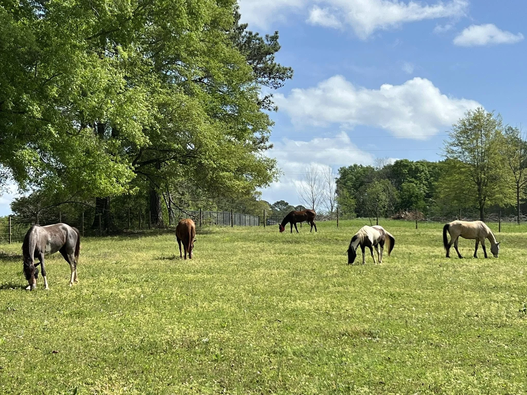 5 horses in front field.jpg