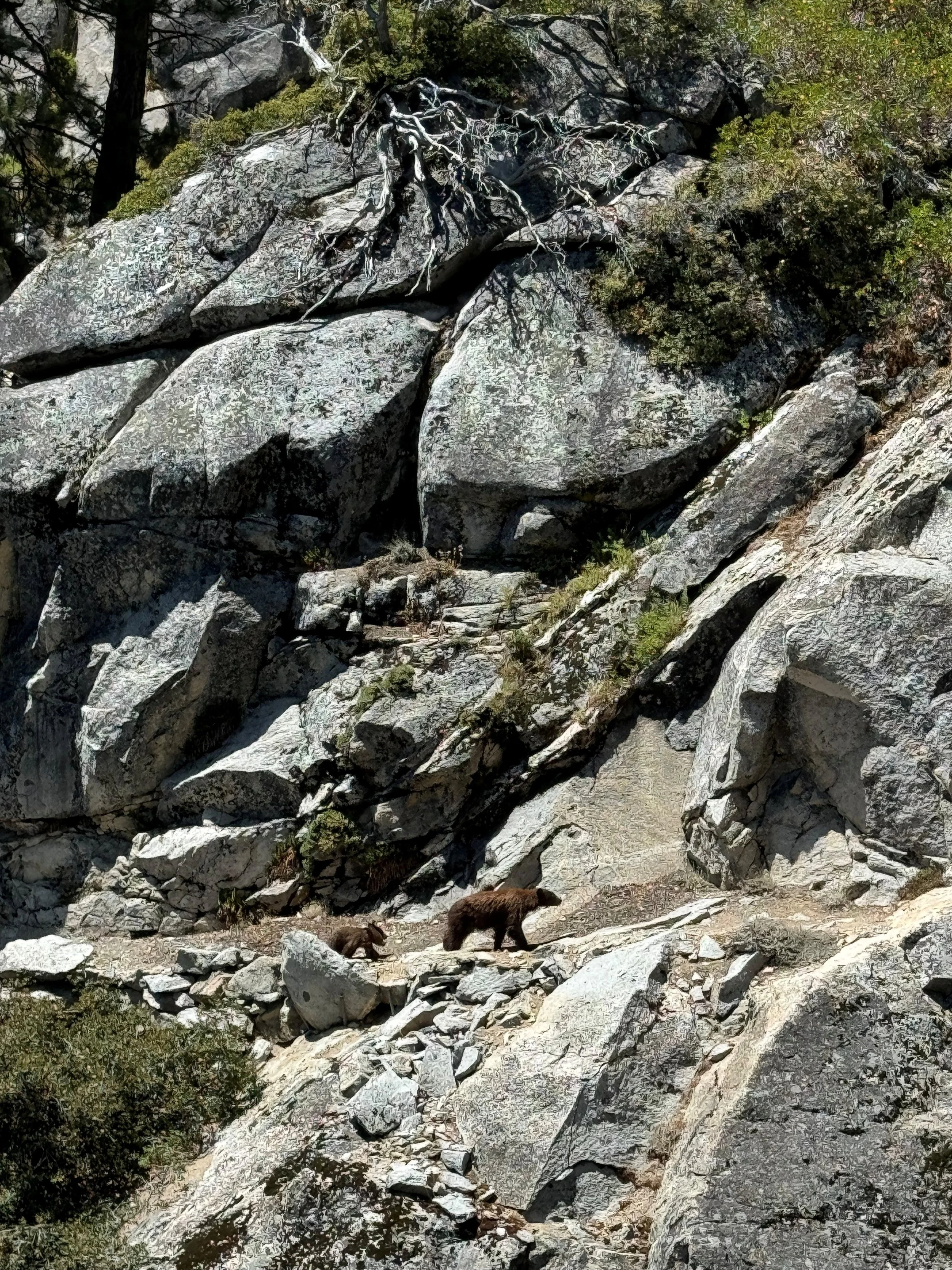 Bear and Cubs