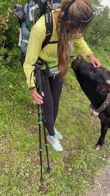 cow.jpg