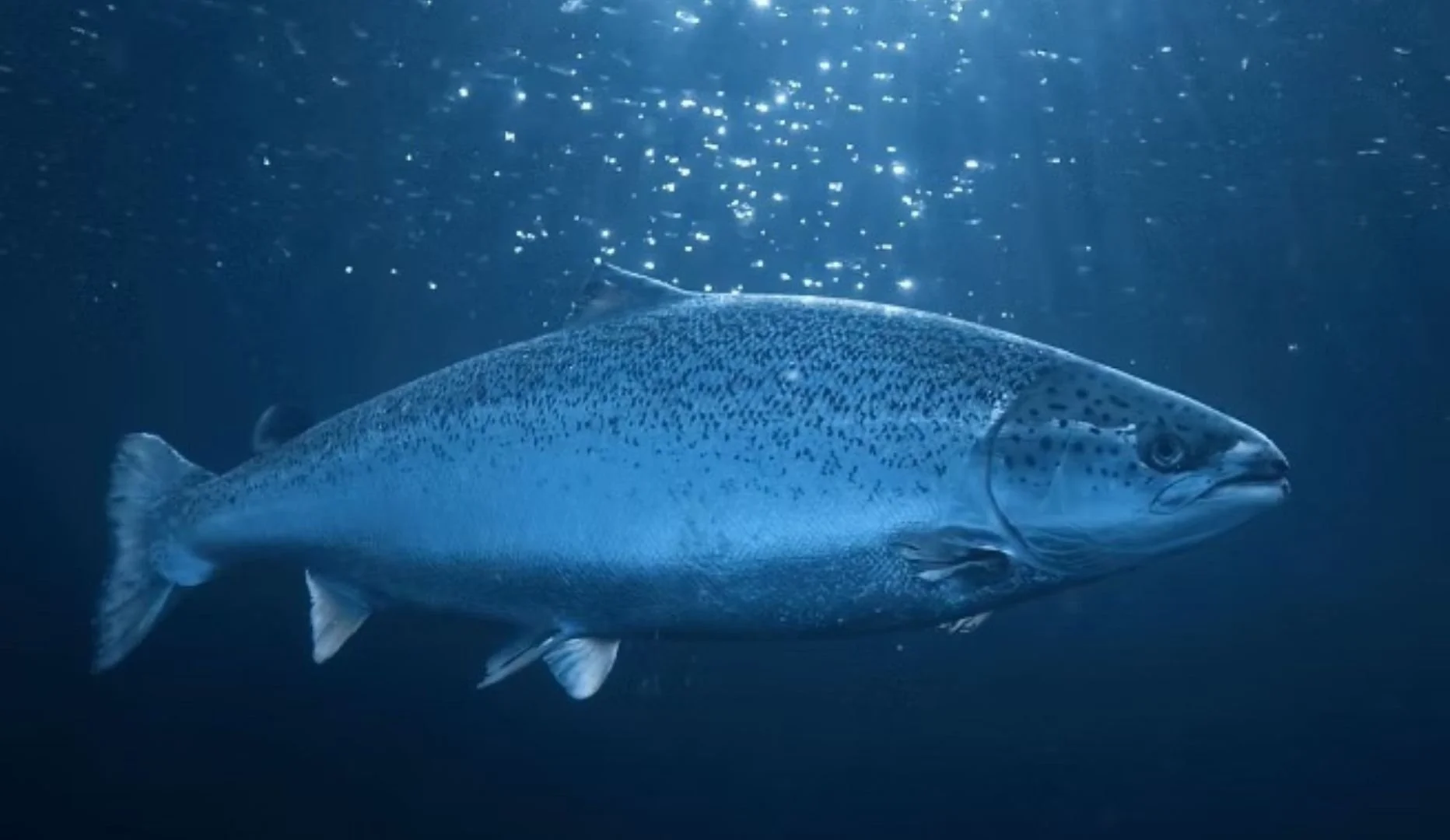A large fish, possibly a trout, swimming underwater with bubbles rising above it.
